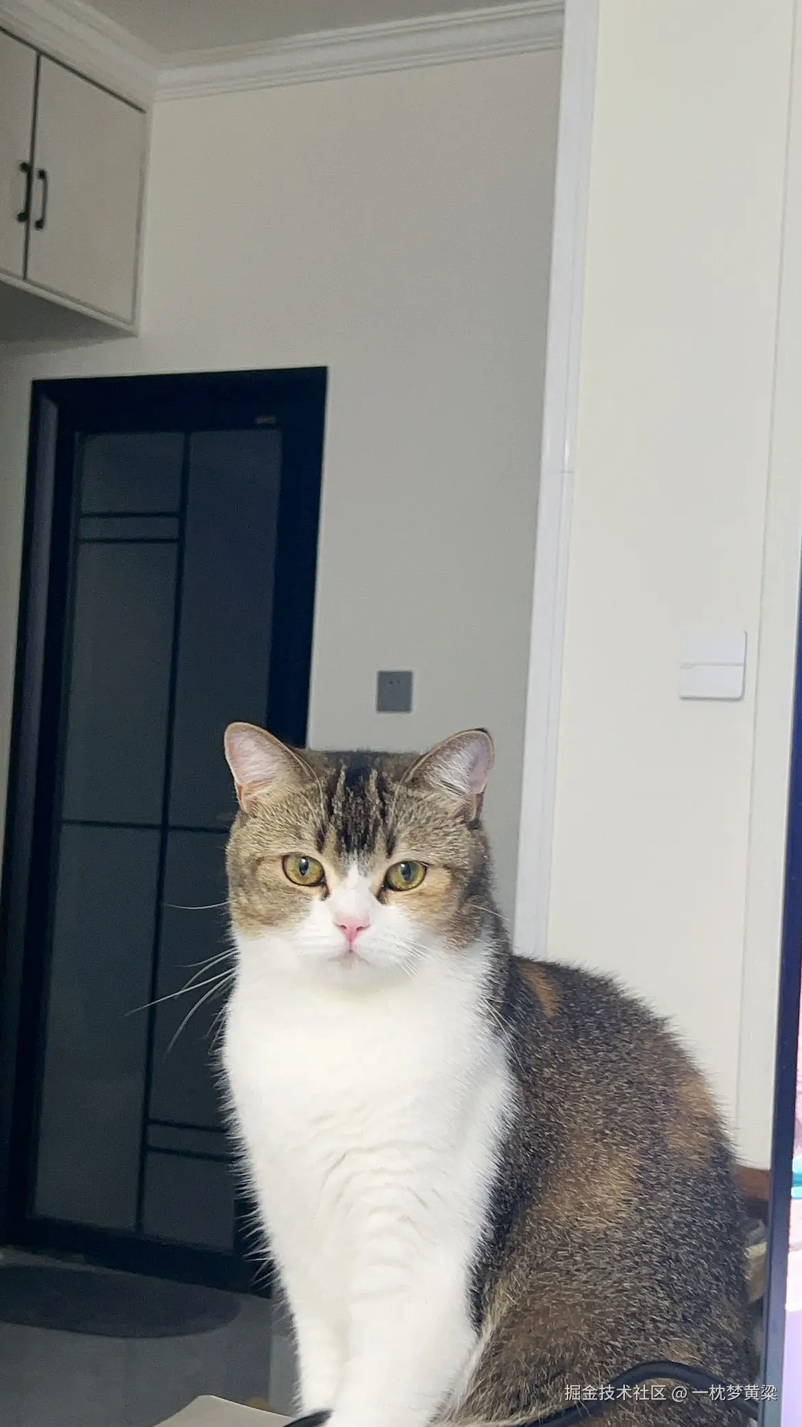 一枕梦黄粱于2025-08-20 03:43发布的图片