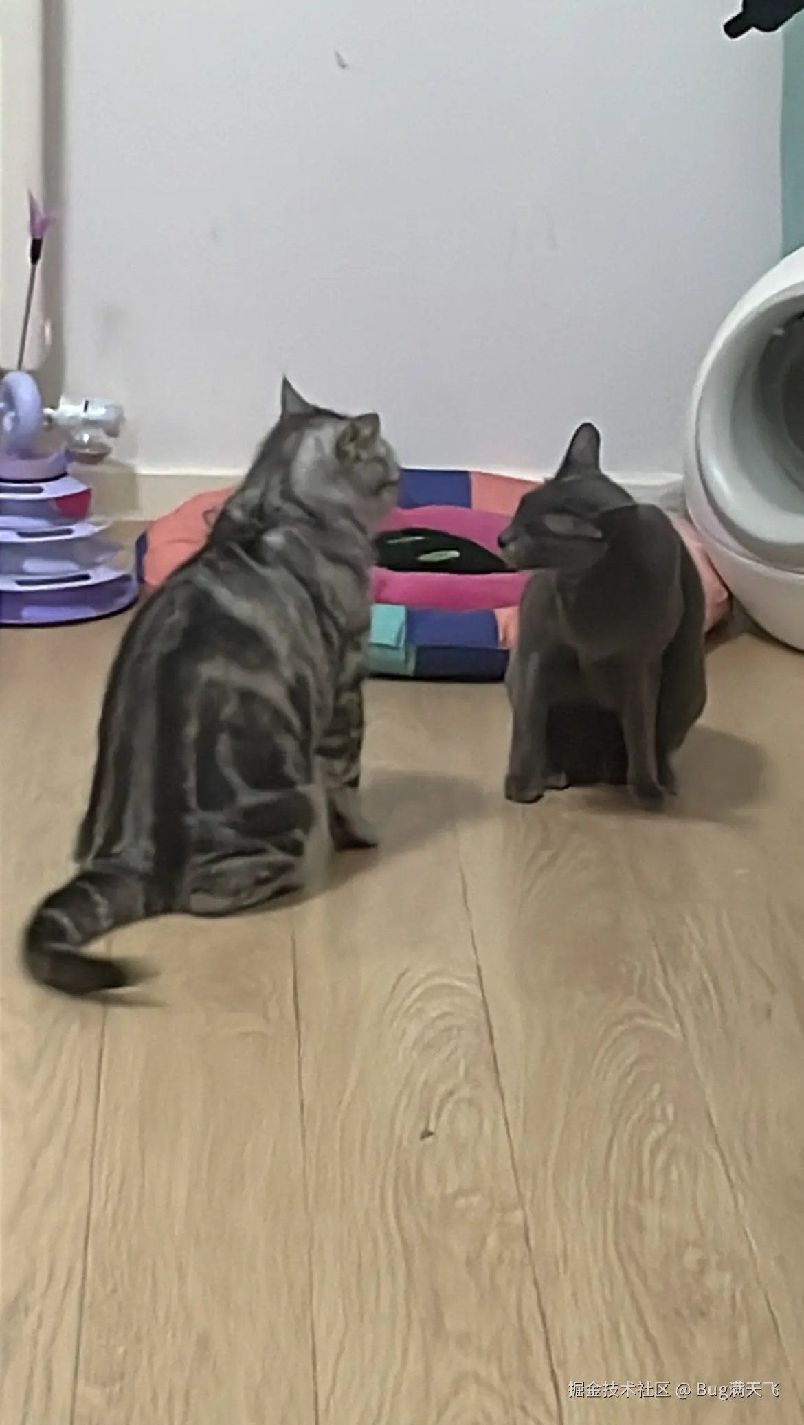 Bug满天飞于2024-09-12 14:24发布的图片