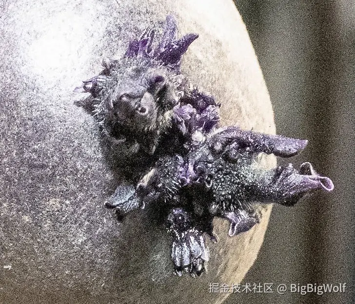 BigBigWolf于2026-03-31 12:37发布的图片