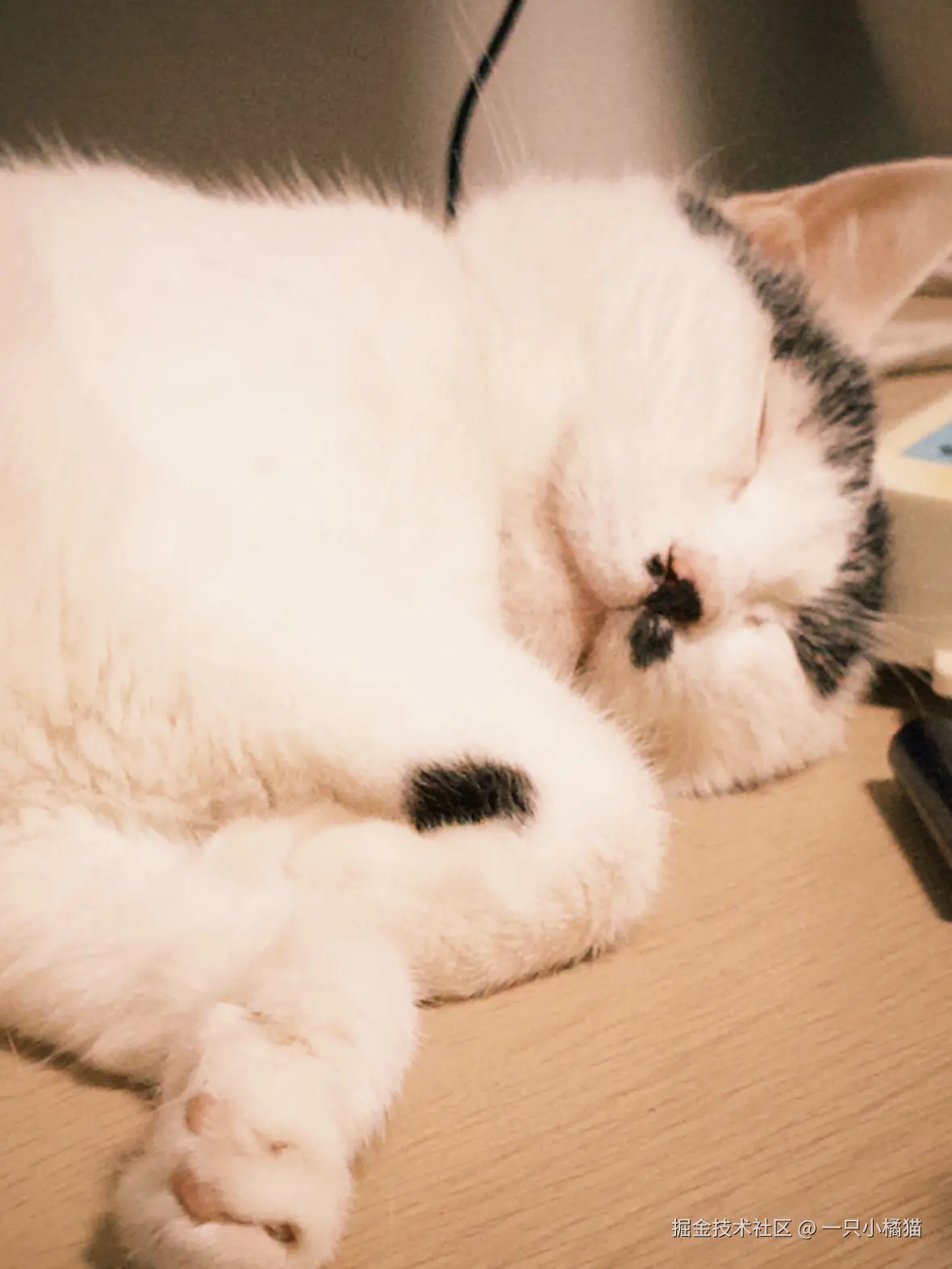 一只小橘猫于2025-07-21 00:45发布的图片