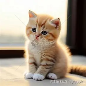 yqapple于2024-11-07 20:20发布的图片