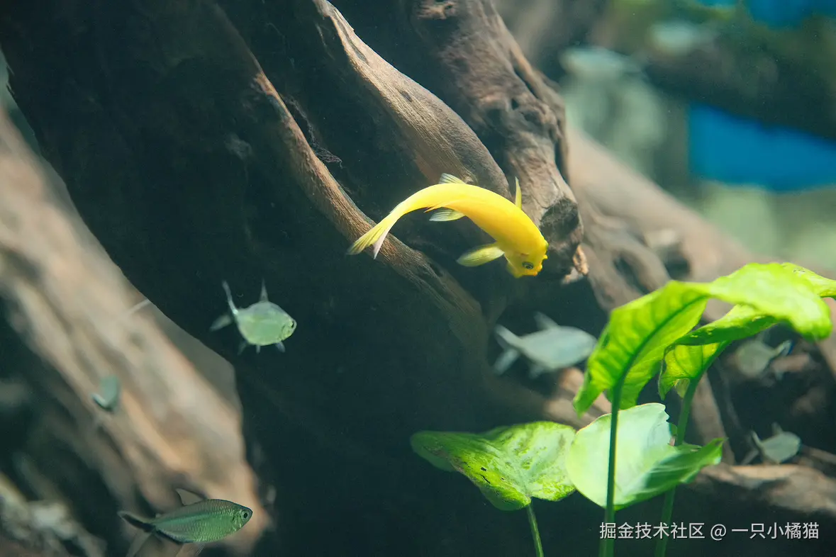 一只小橘猫于2025-01-09 03:33发布的图片