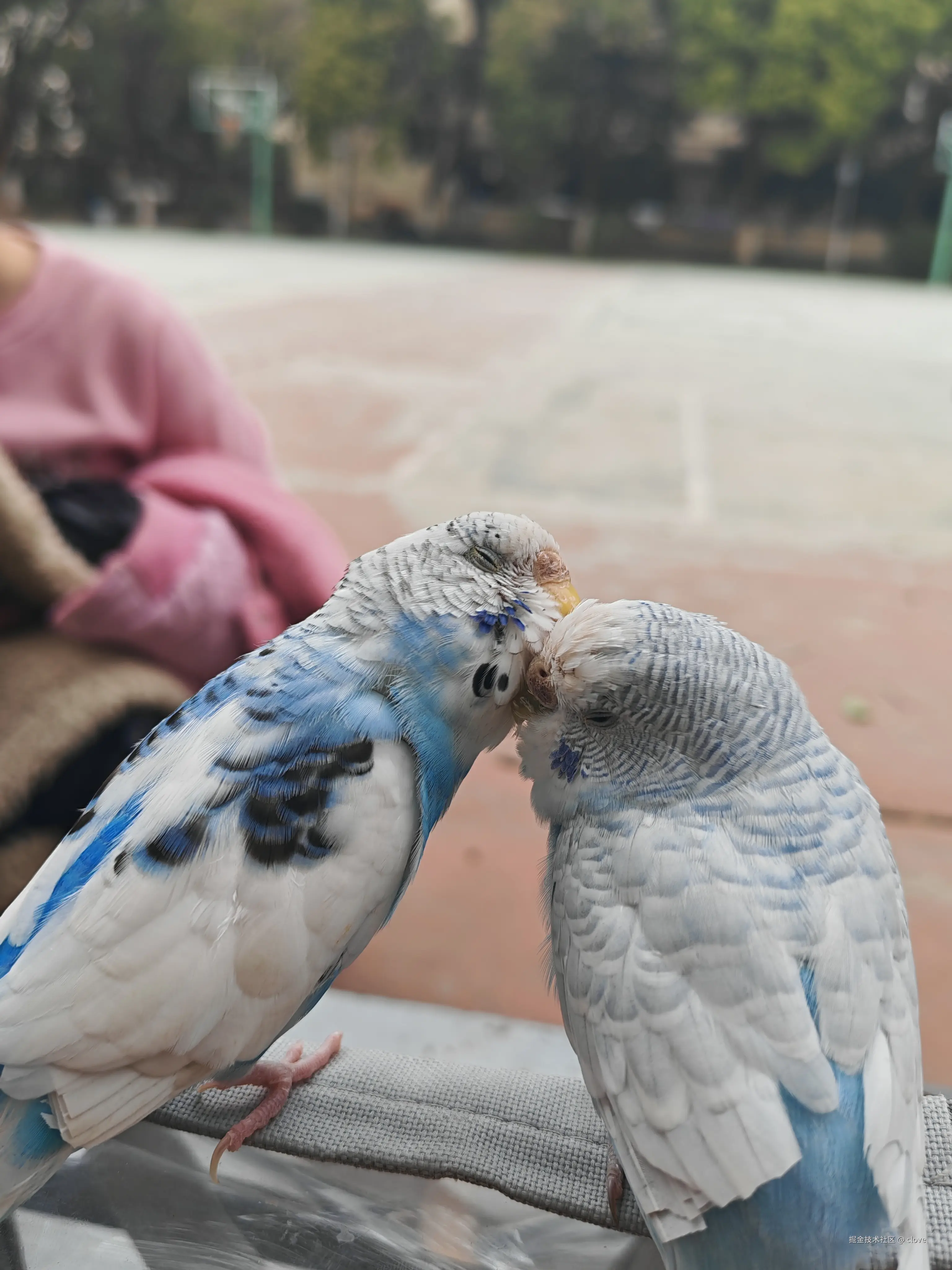 clove于2026-03-15 19:57发布的图片