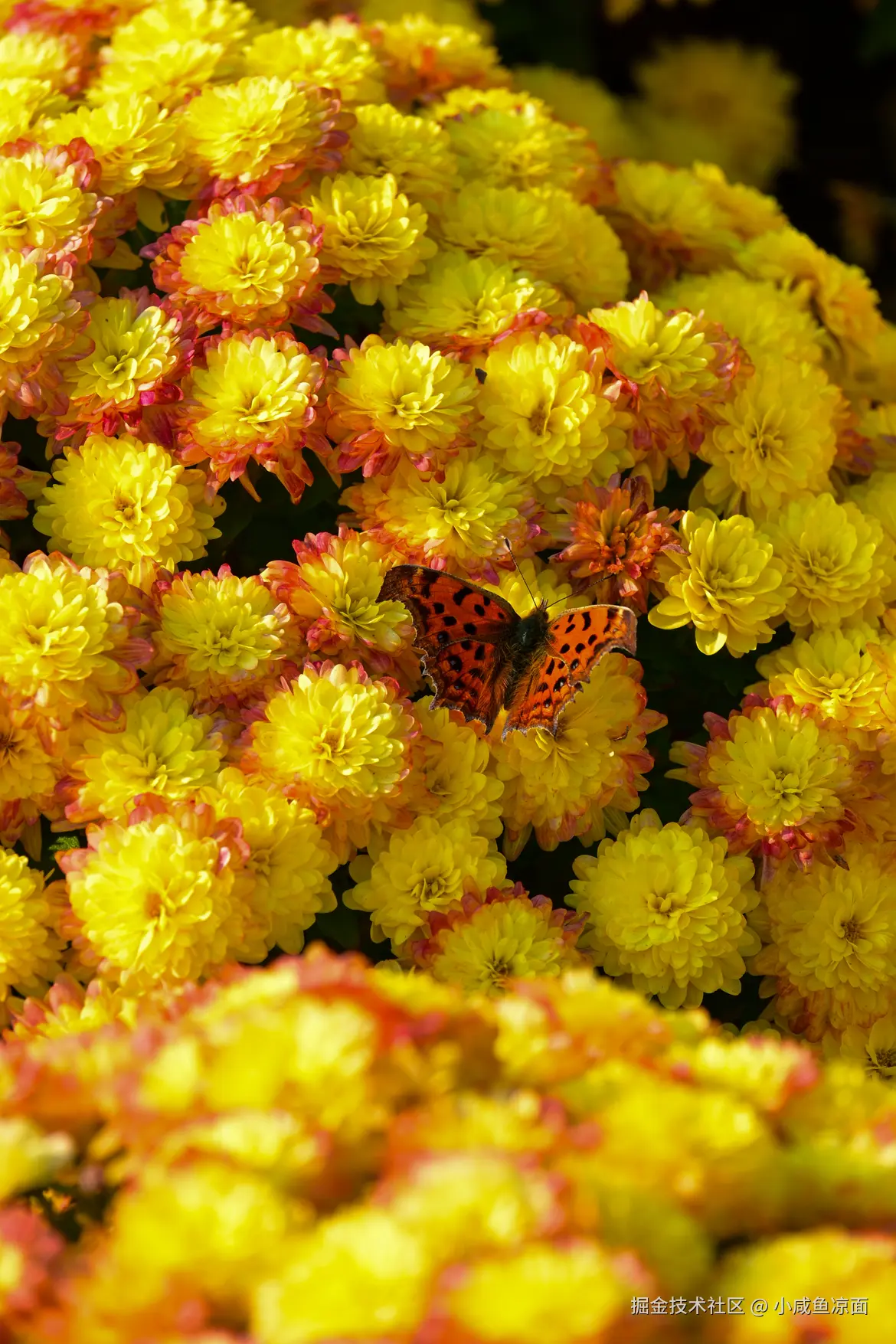 小咸鱼凉面于2025-11-24 10:26发布的图片