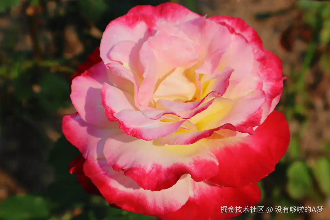 没有哆啦的A梦于2025-03-26 13:42发布的图片