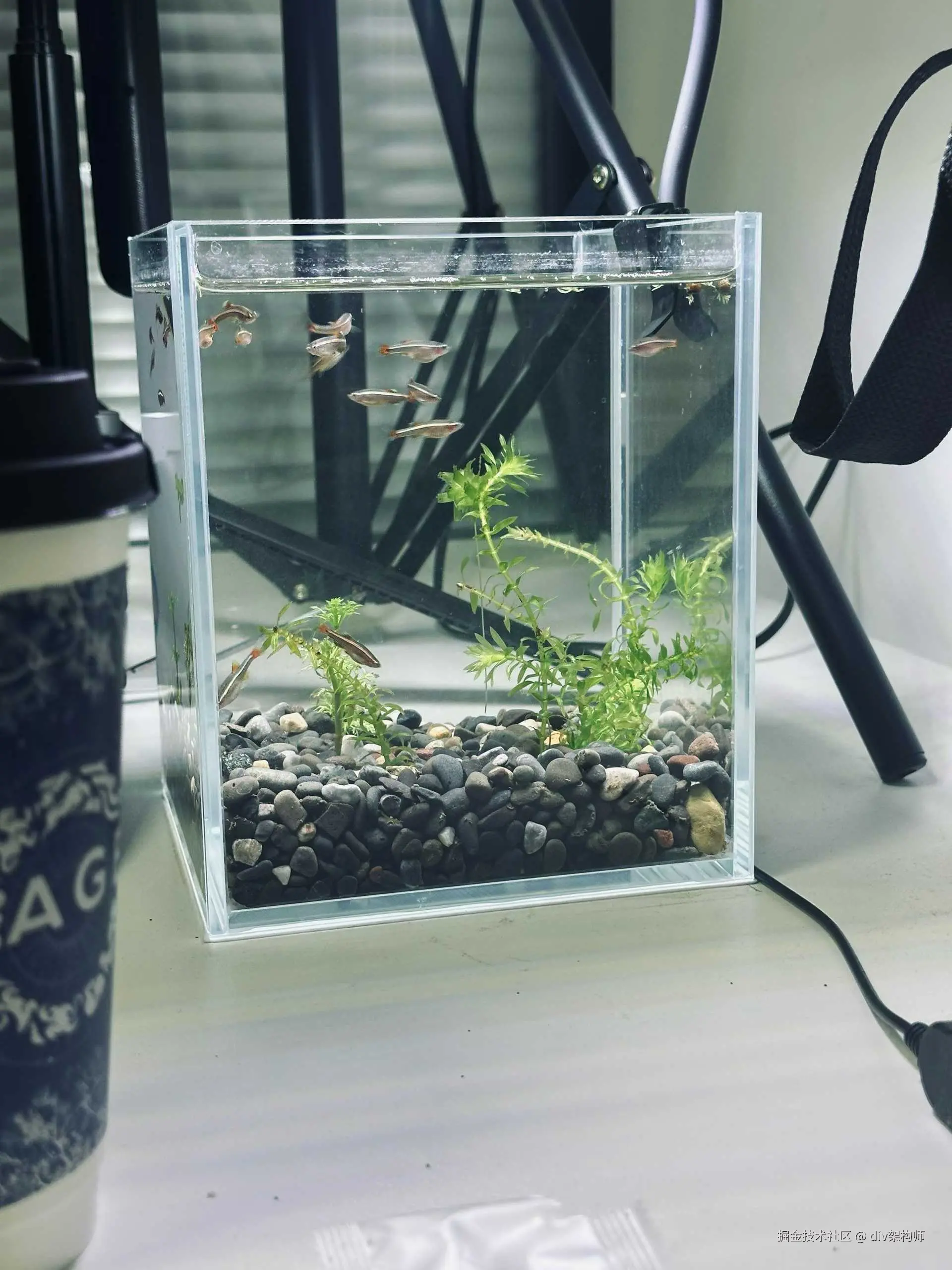 div架构师于2026-01-20 11:32发布的图片