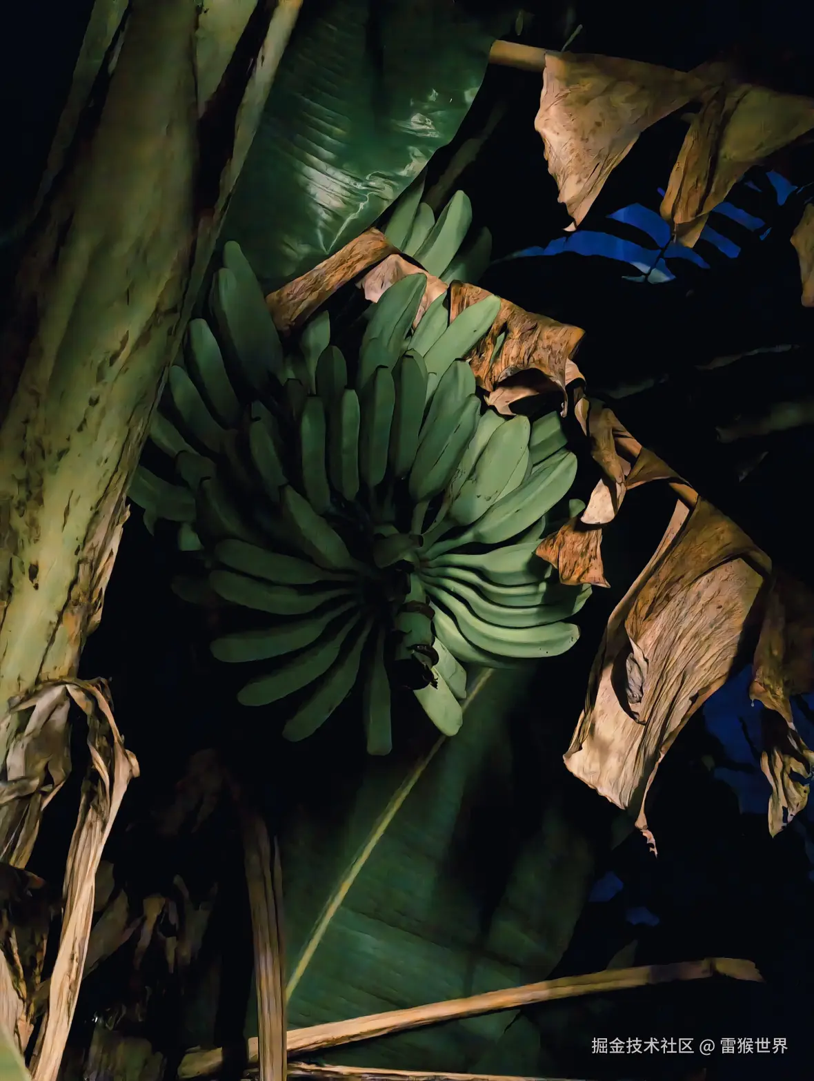 雷猴世界于2025-09-22 08:48发布的图片