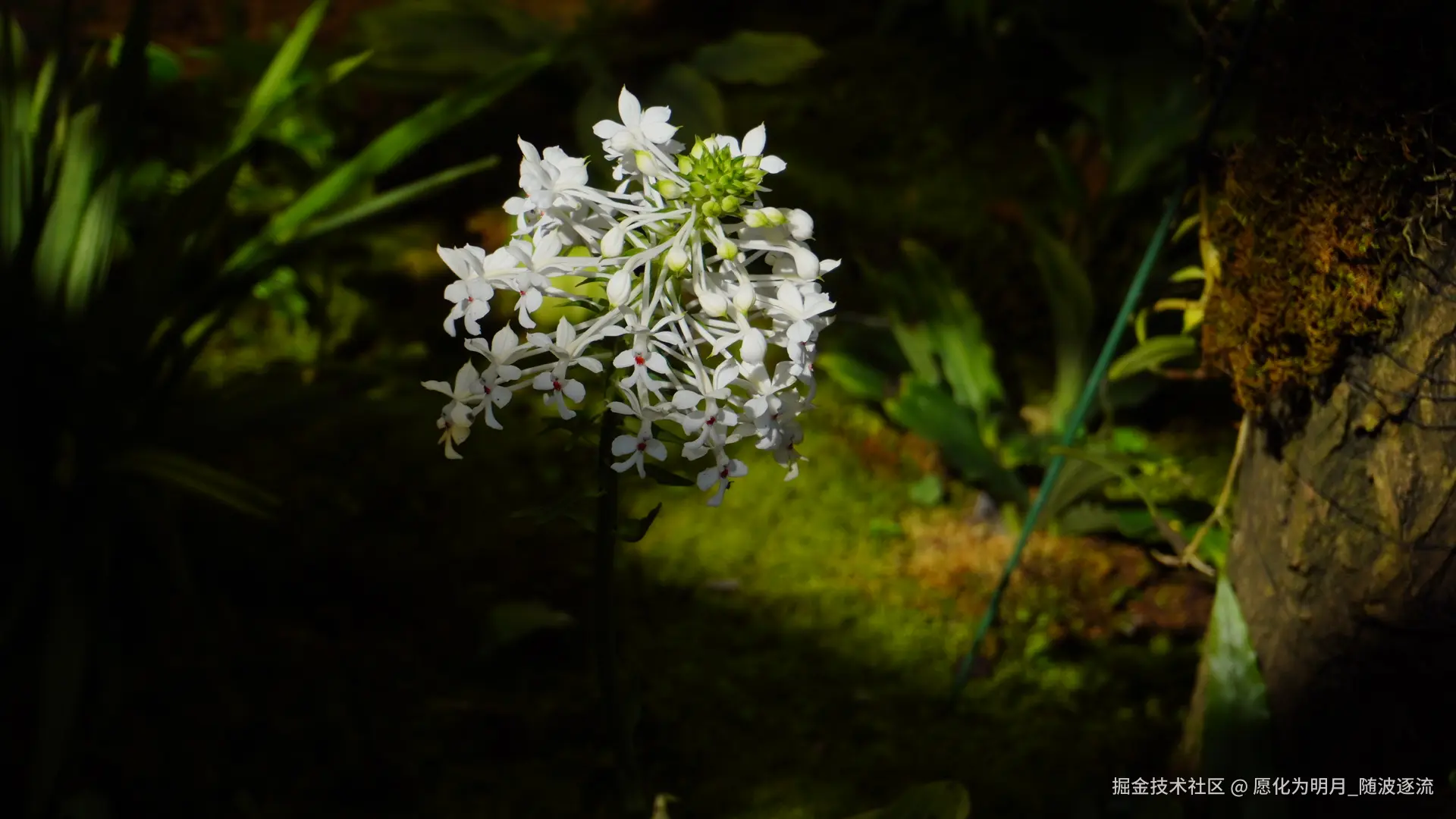 愿化为明月_随波逐流于2025-07-01 09:23发布的图片