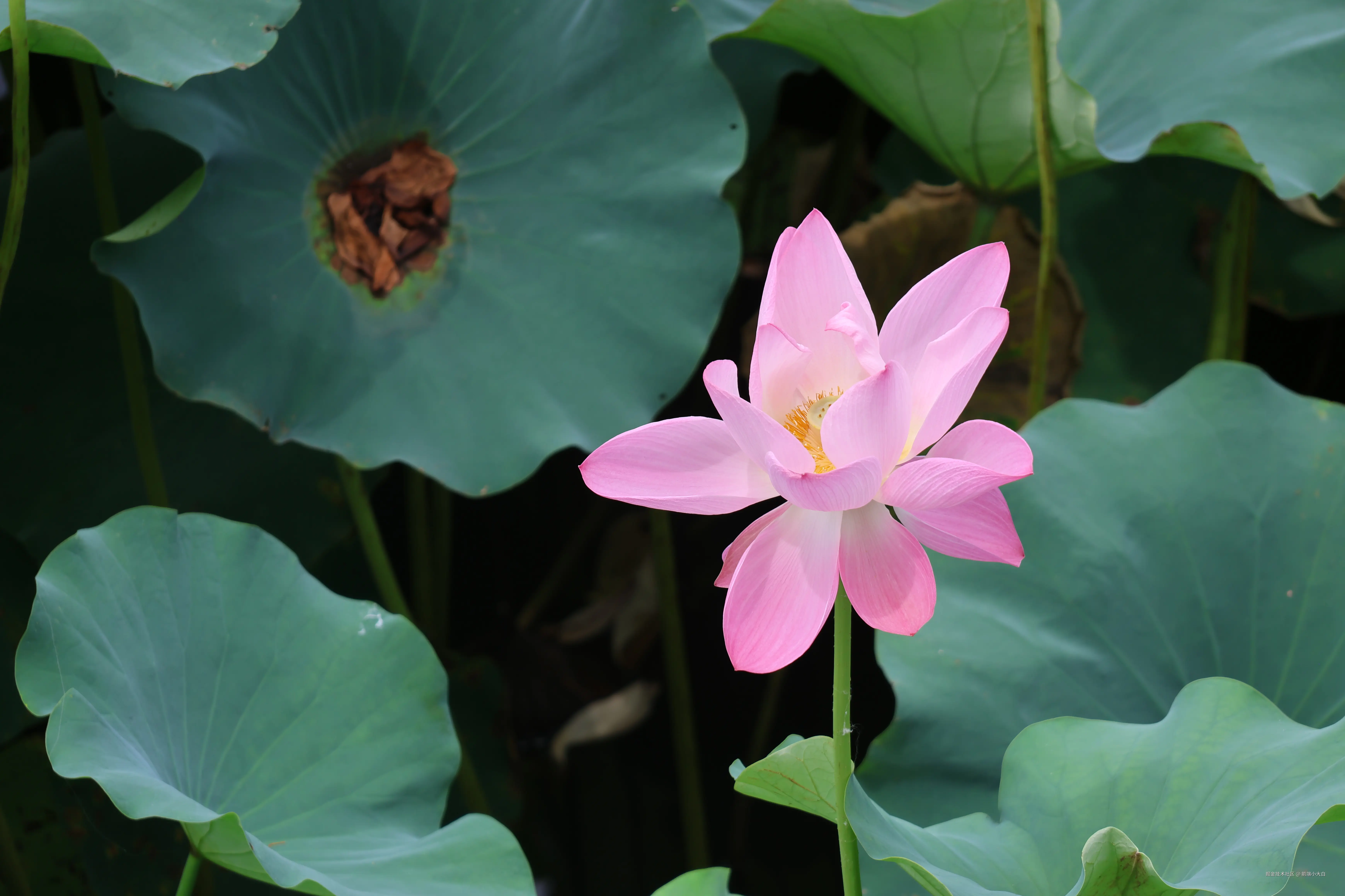 前端小大白于2025-01-09 14:38发布的图片