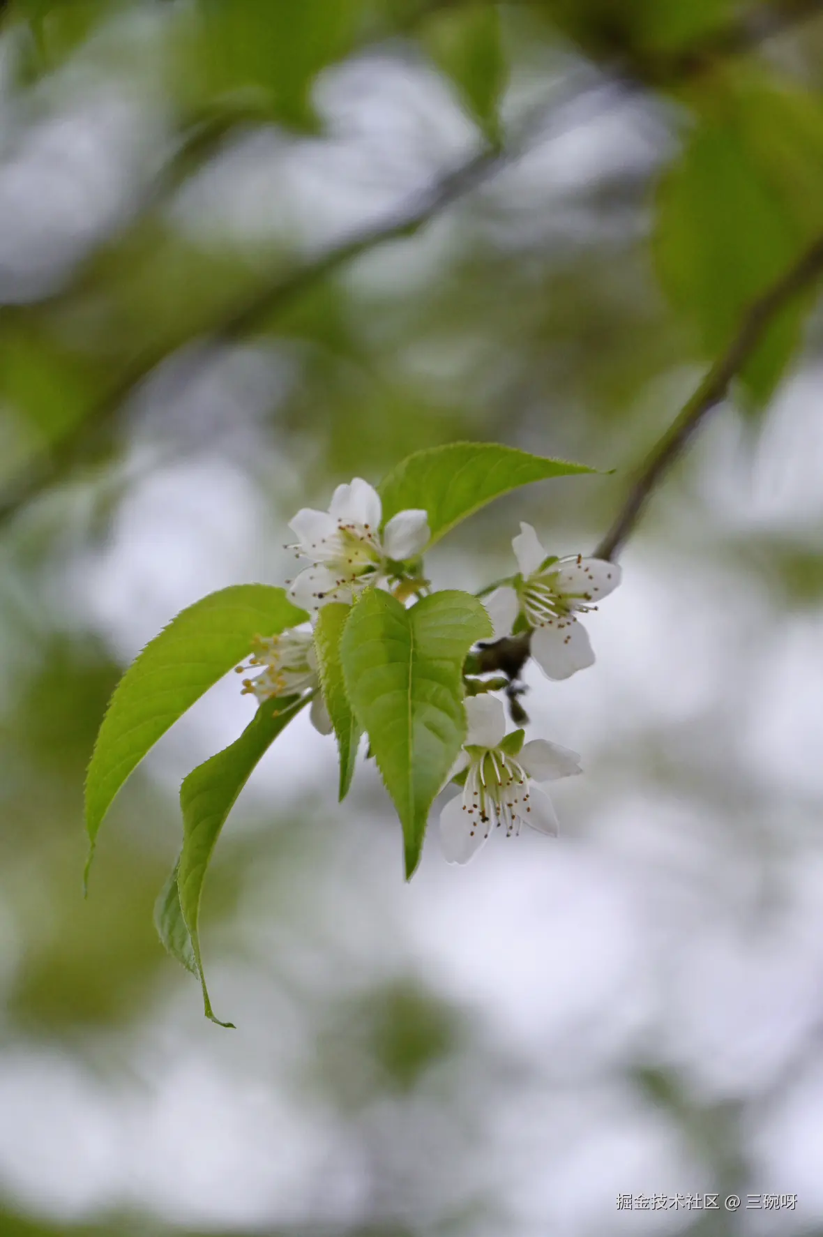 三碗呀于2025-02-10 13:44发布的图片