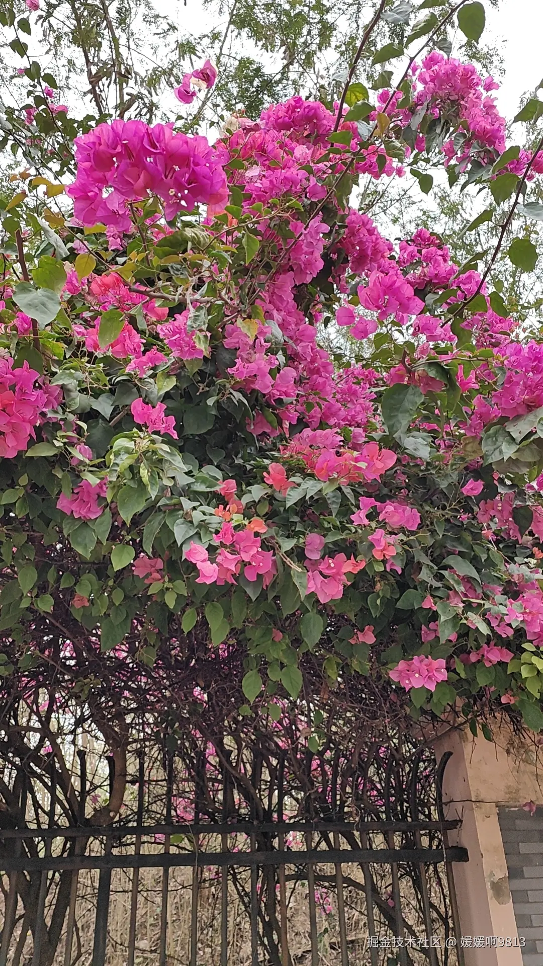 媛媛啊9813于2026-03-28 23:19发布的图片