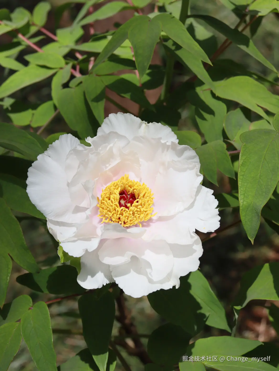 Change_myself于2025-04-07 06:42发布的图片