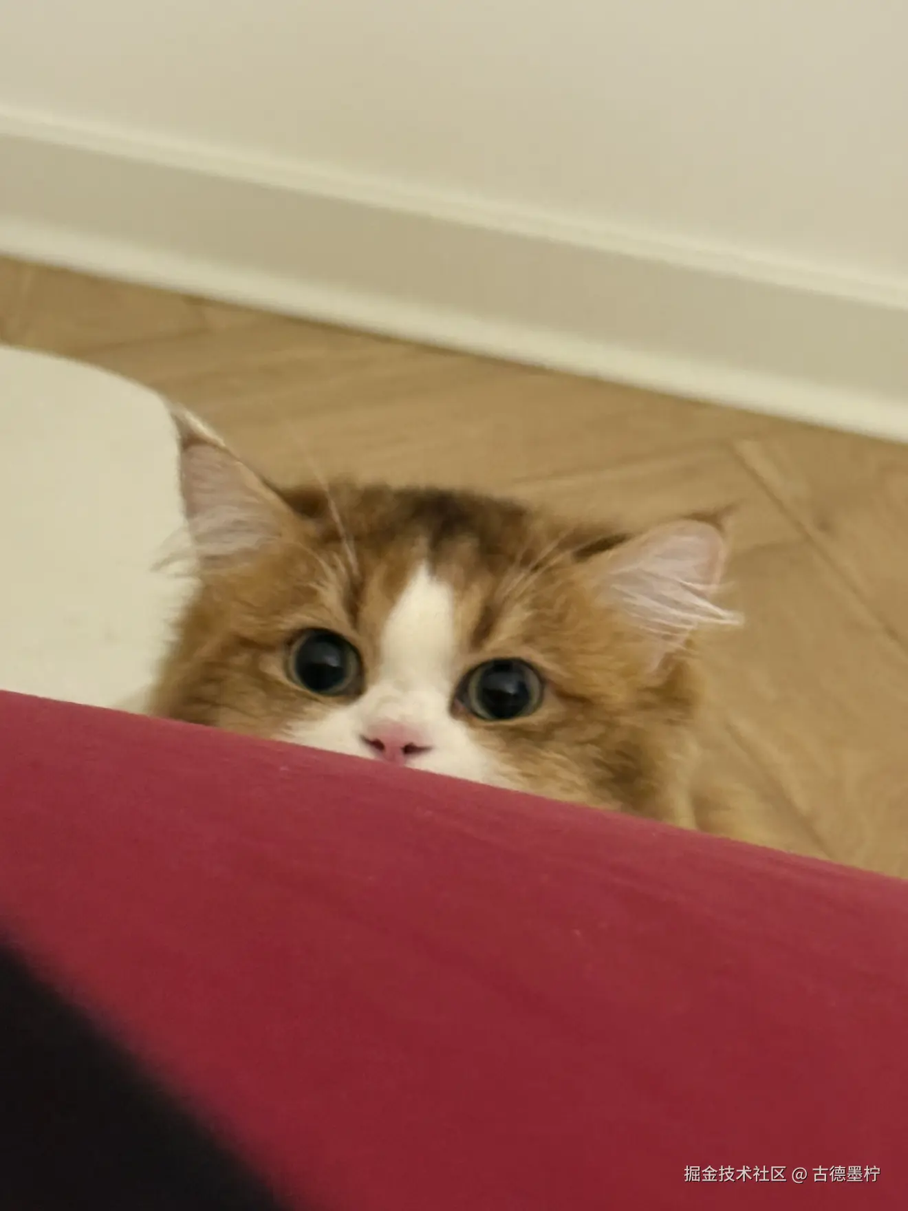 古德墨柠于2025-06-24 10:30发布的图片