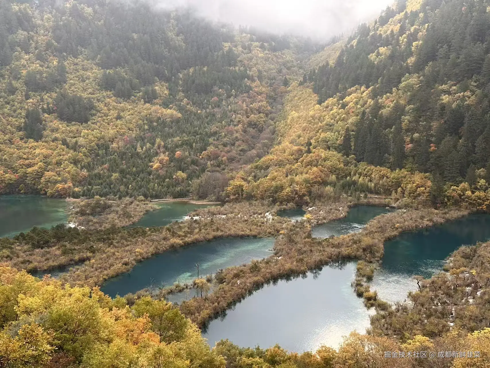 成都新鲜韭菜于2025-11-03 10:42发布的图片