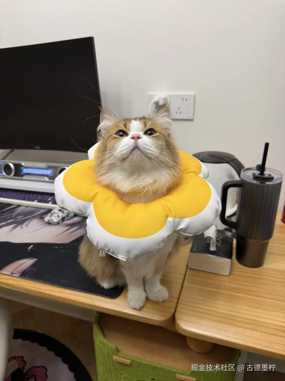 古德墨柠于2026-03-23 14:29发布的图片