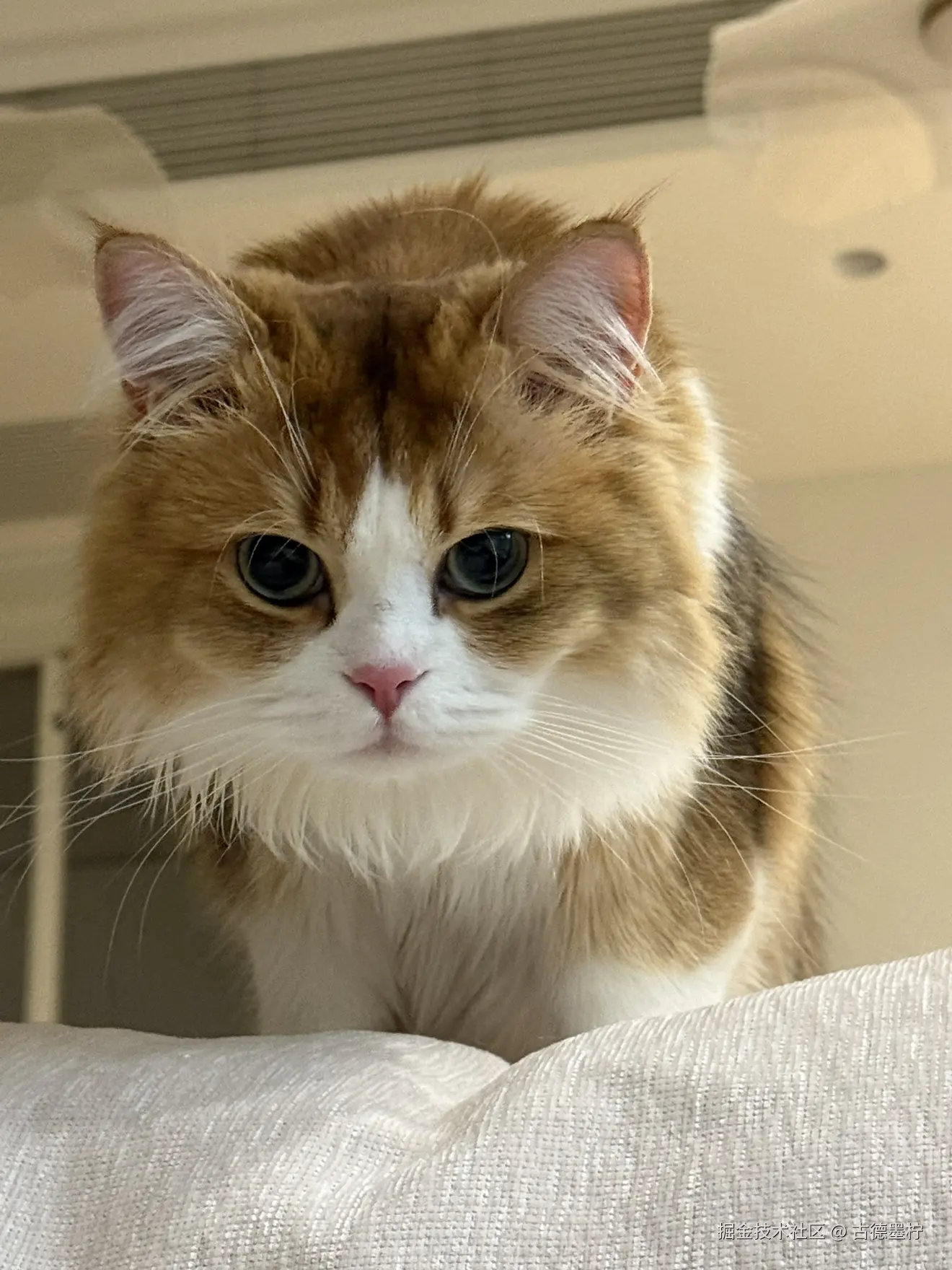 古德墨柠于2026-01-26 16:09发布的图片