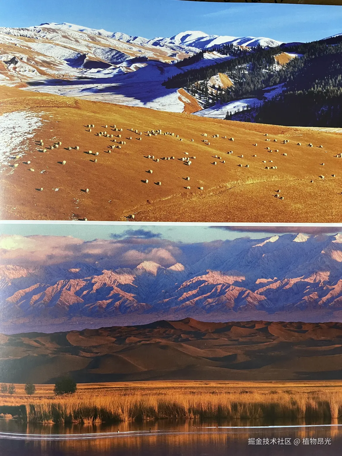 植物昂光于2026-03-26 20:35发布的图片