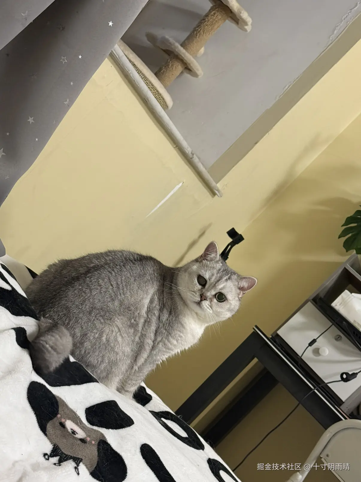 十寸阴雨晴于2025-11-24 10:48发布的图片