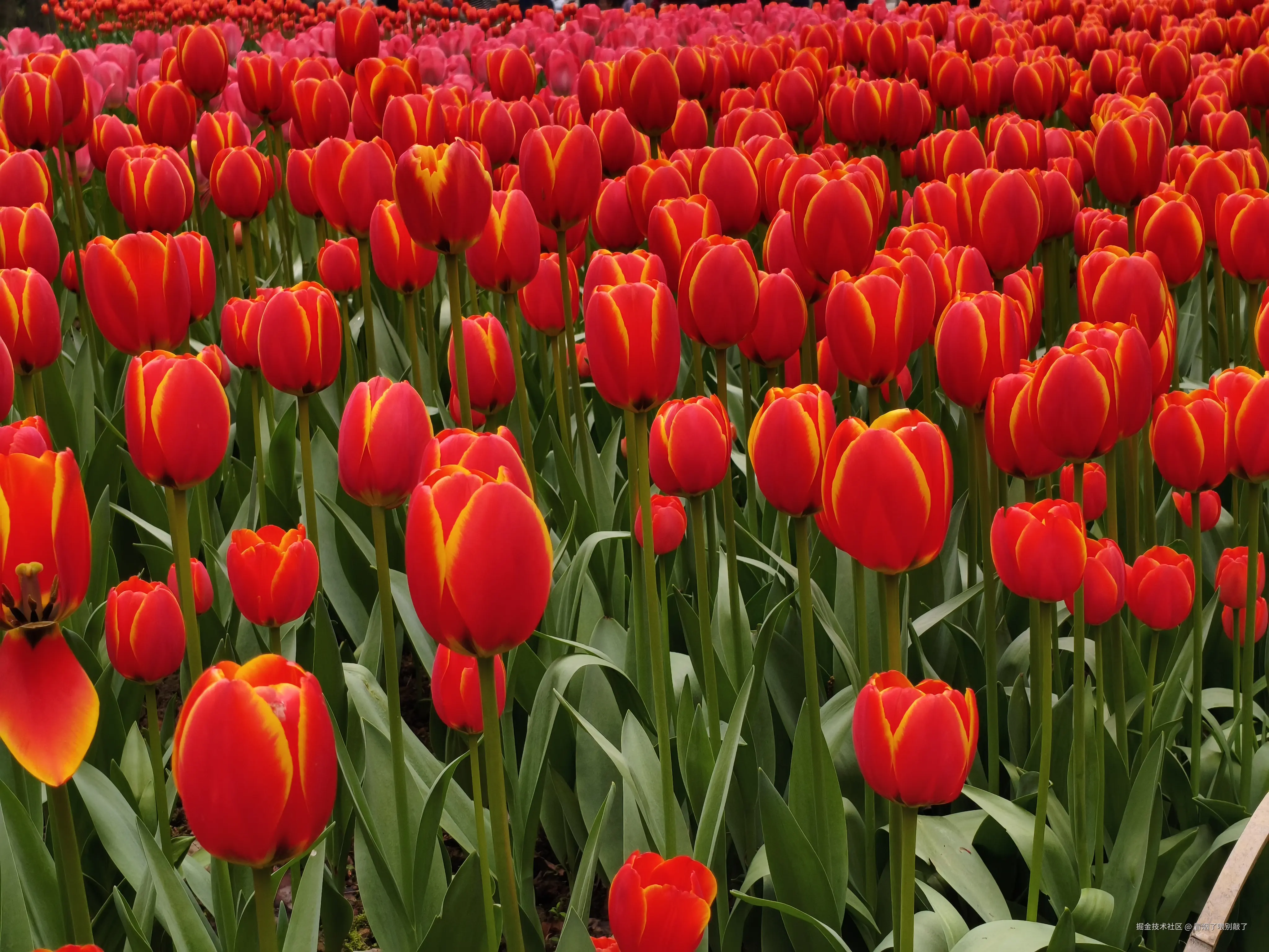 冒烟了喂别敲了于2026-03-23 12:05发布的图片