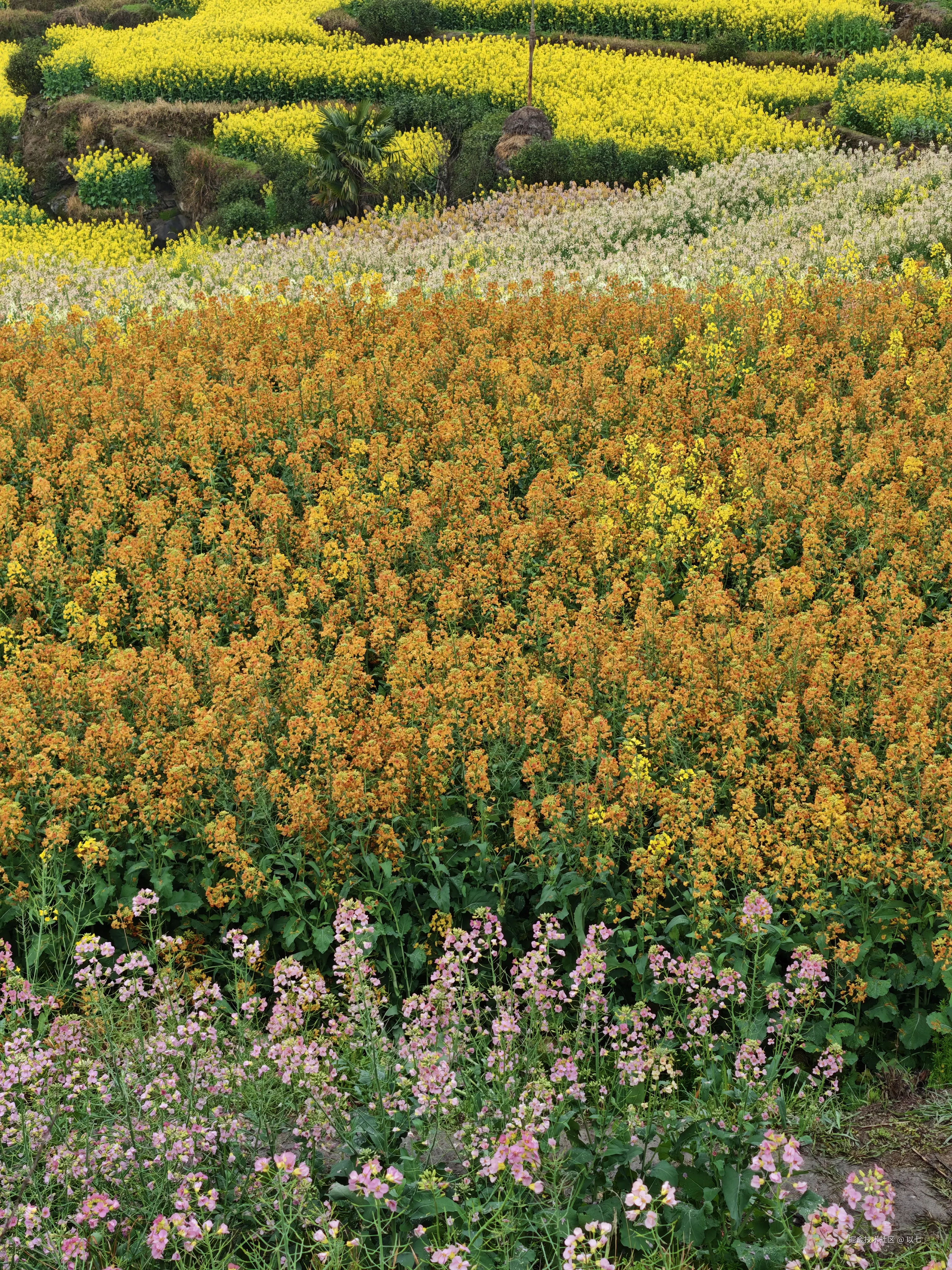 以七_于2026-03-24 11:30发布的图片