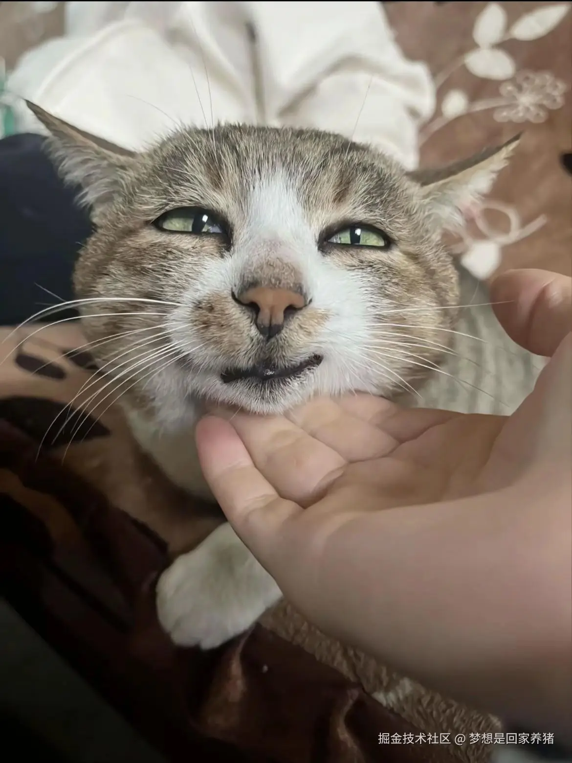 梦想是回家养猪于2026-02-10 09:41发布的图片