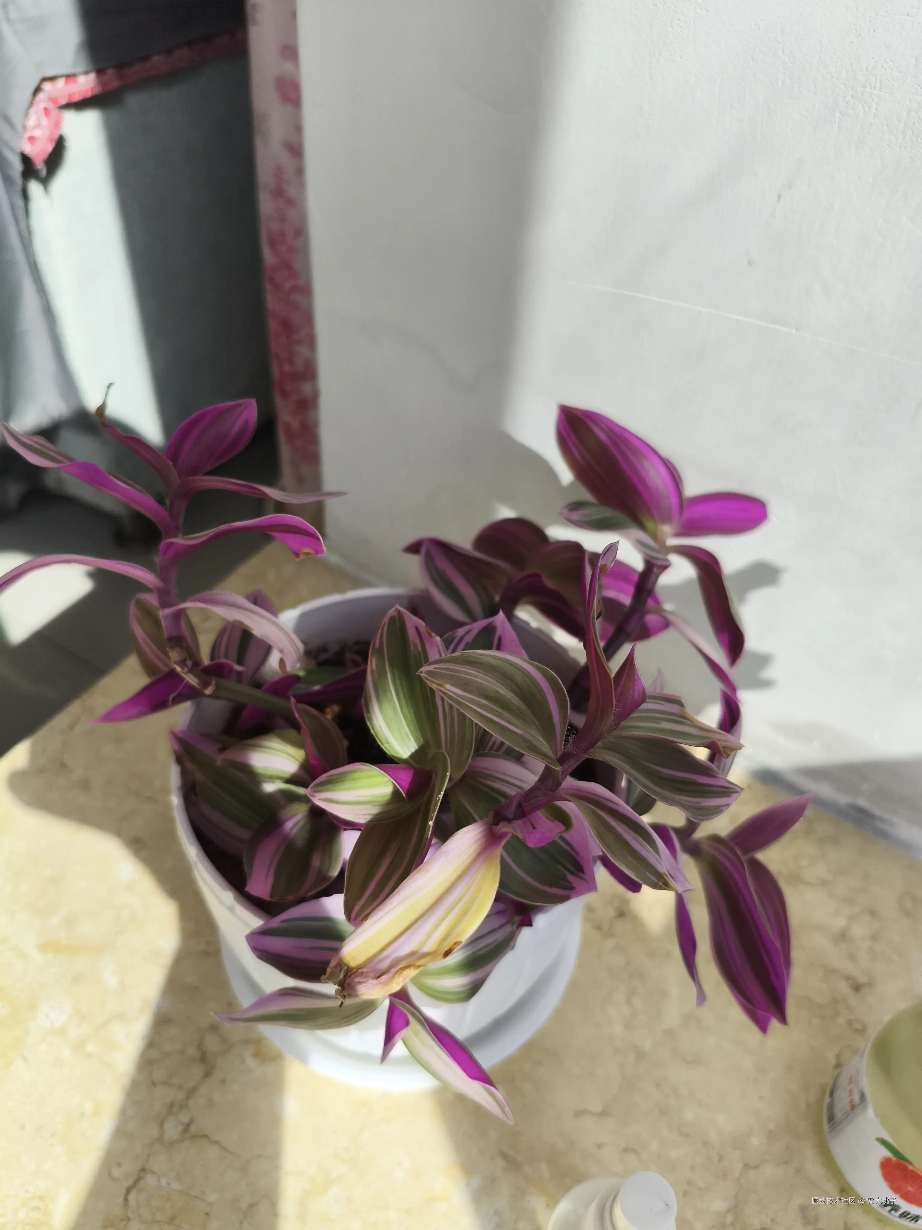 安大桃子于2025-03-30 09:27发布的图片