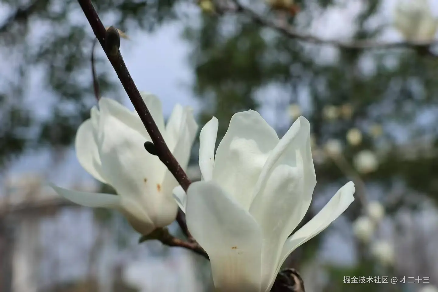 才二十三于2025-03-18 09:42发布的图片