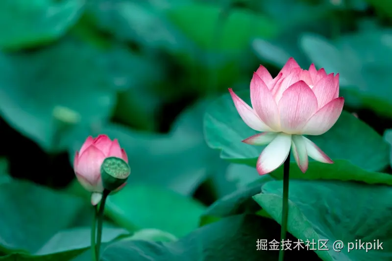 pikpik于2025-07-07 12:07发布的图片