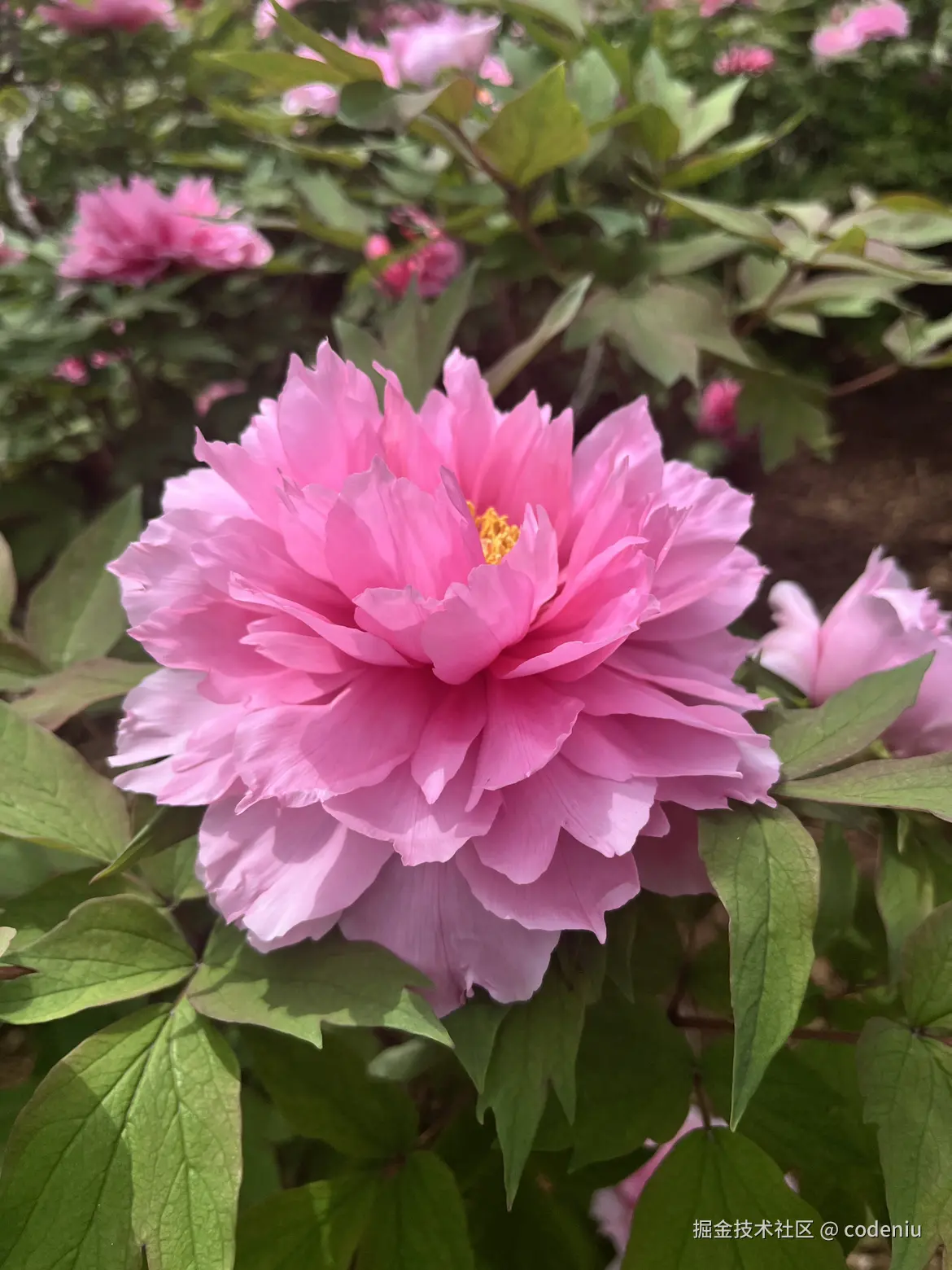 codeniu于2026-04-14 09:40发布的图片