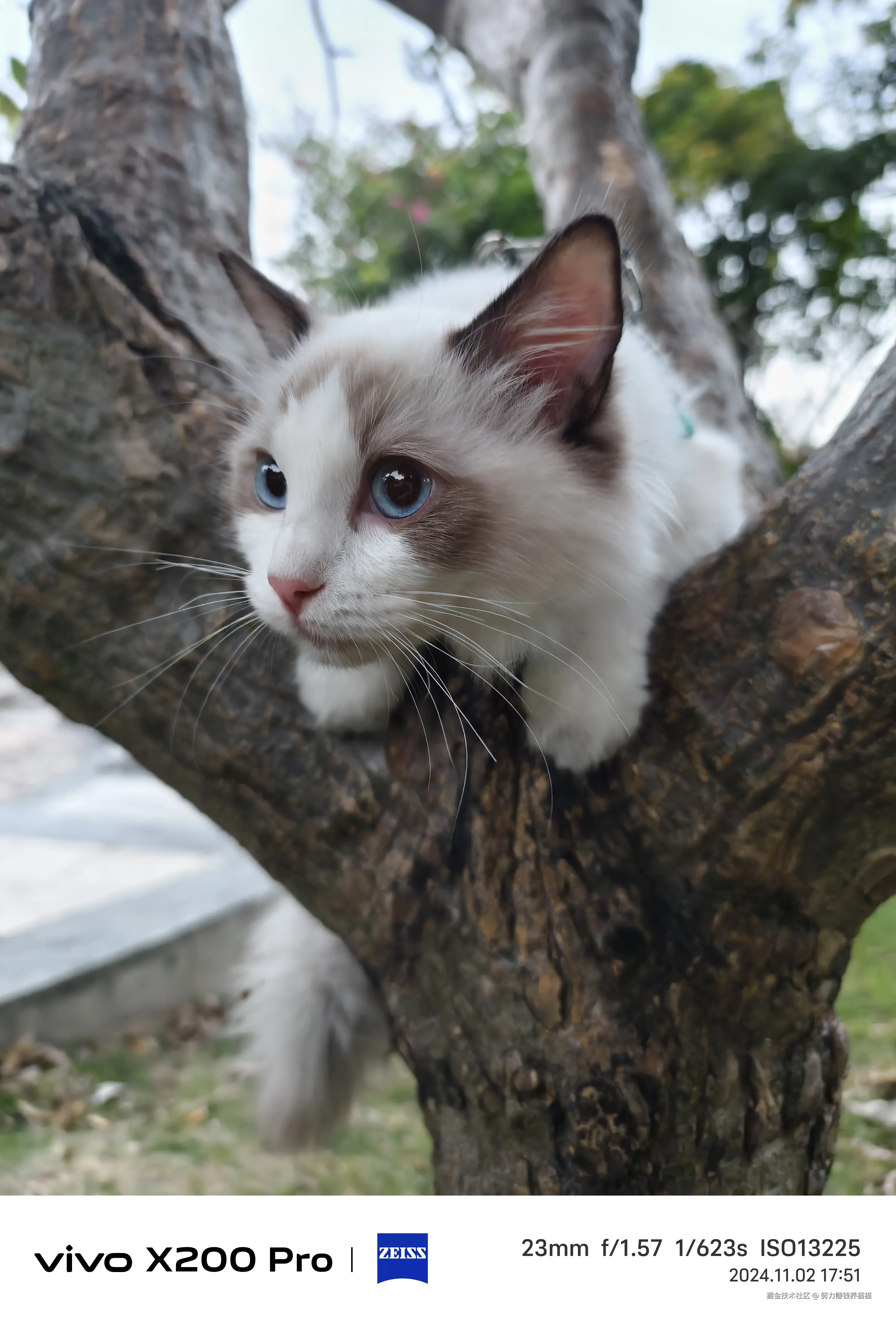 努力赚钱养猫猫于2024-12-20 09:47发布的图片