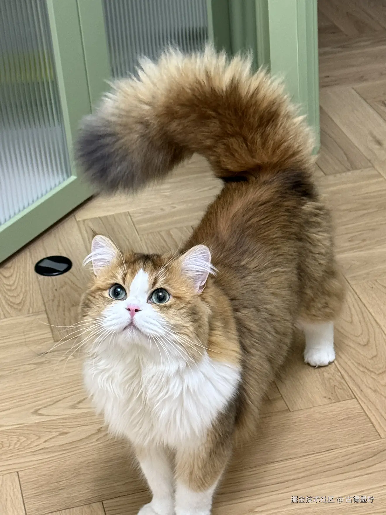 古德墨柠于2025-06-24 10:30发布的图片