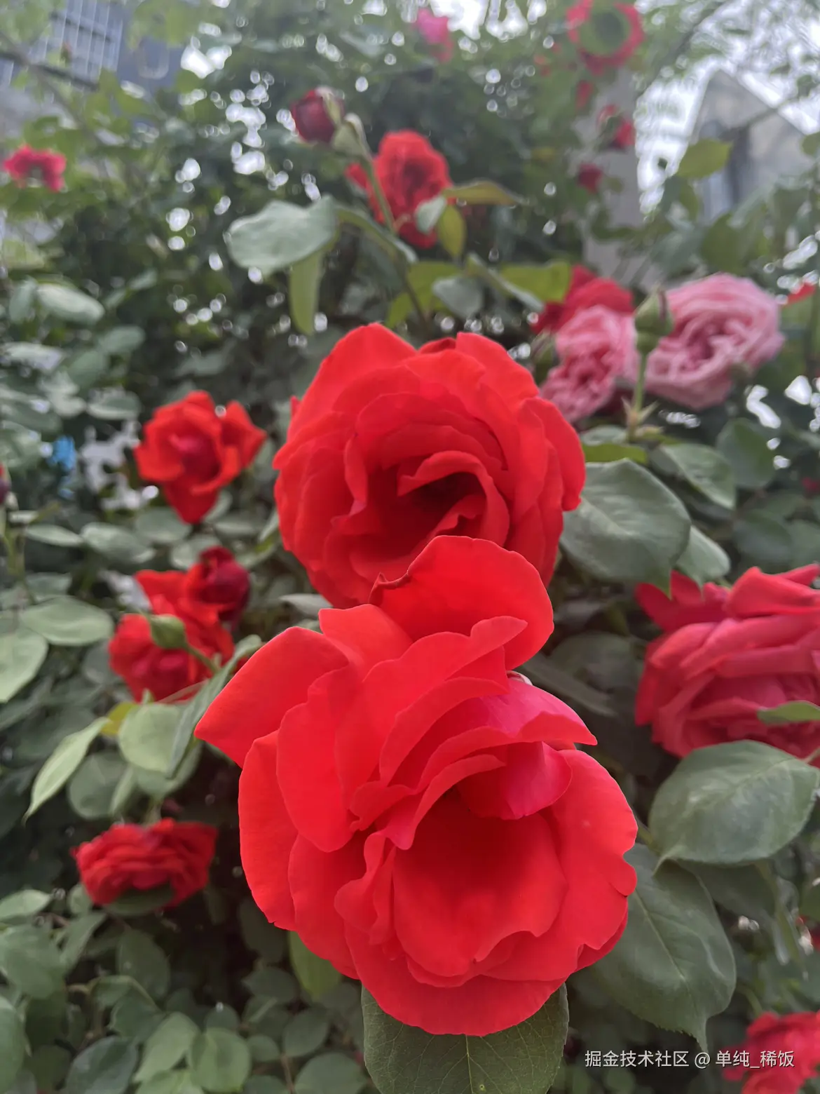 单纯_稀饭于2025-04-25 12:41发布的图片