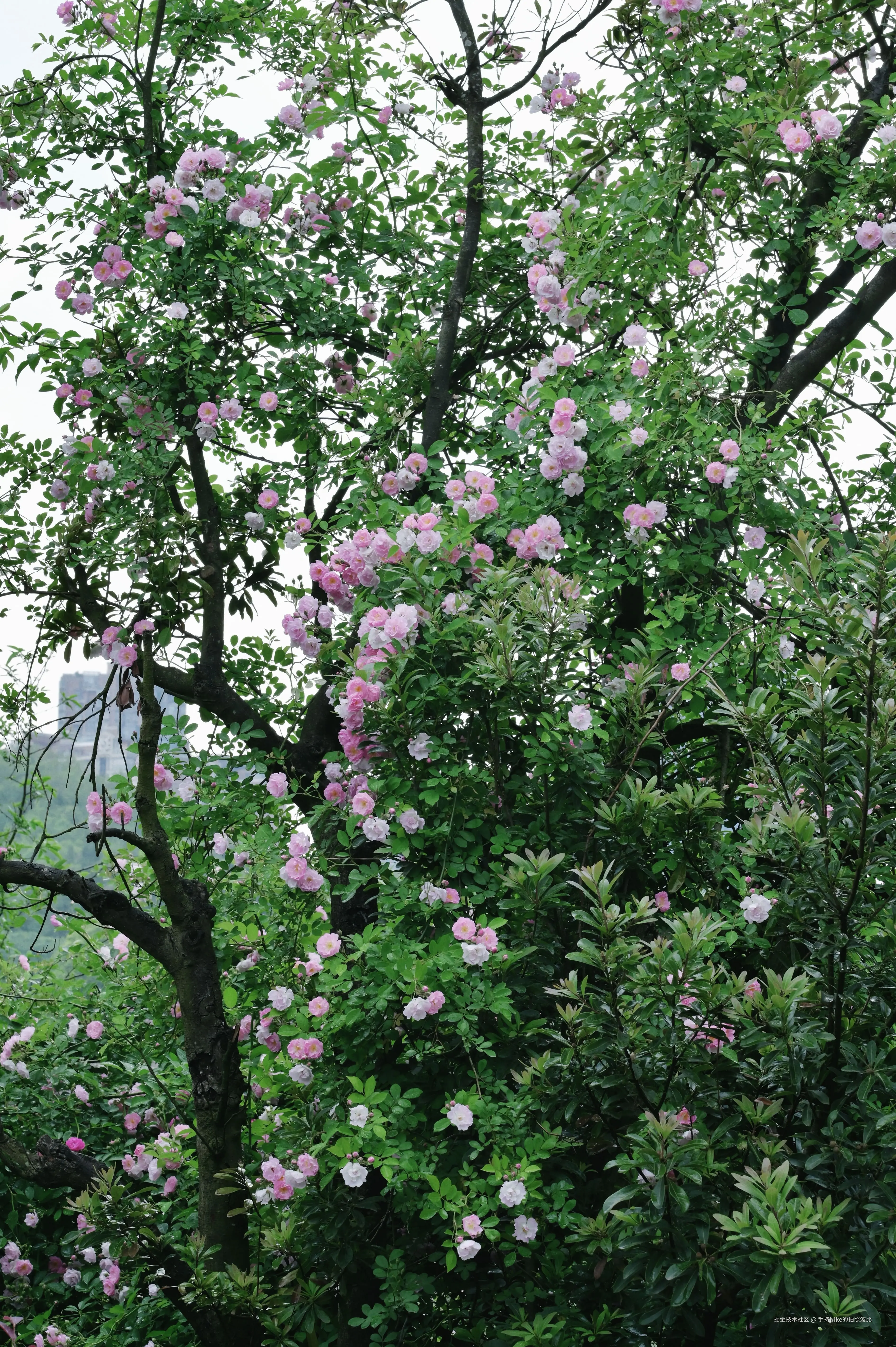 手持Nike的拍照波比于2025-05-07 15:02发布的图片