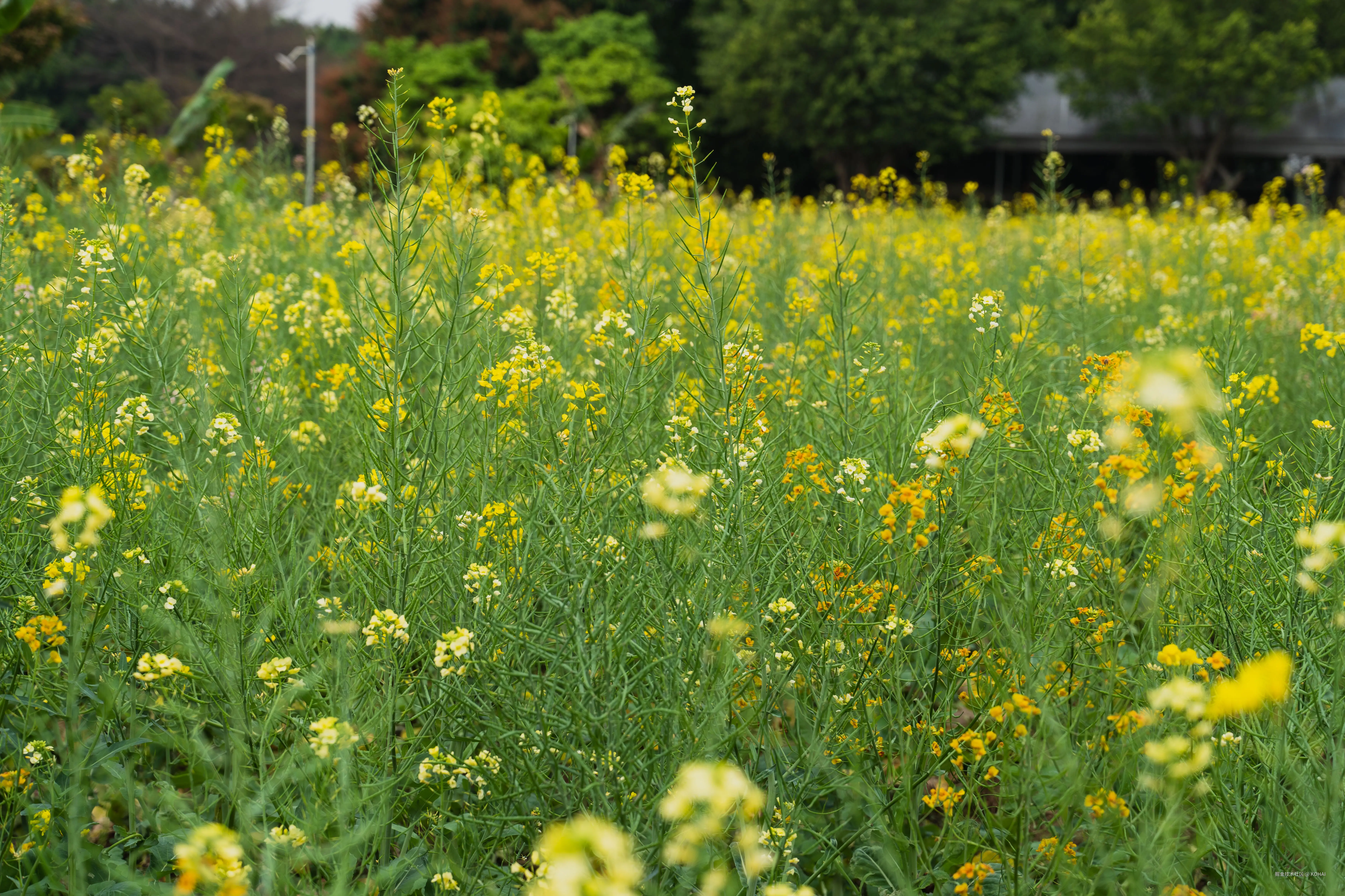 KOHAI于2025-03-10 11:38发布的图片