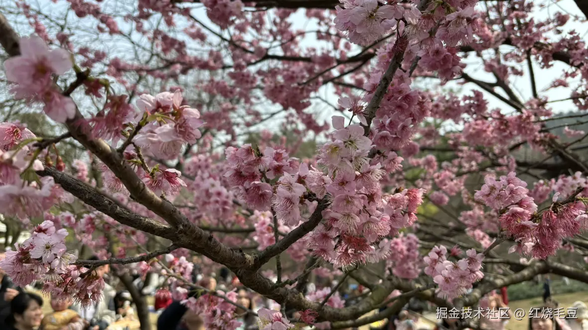 红烧毛豆于2025-03-15 13:54发布的图片