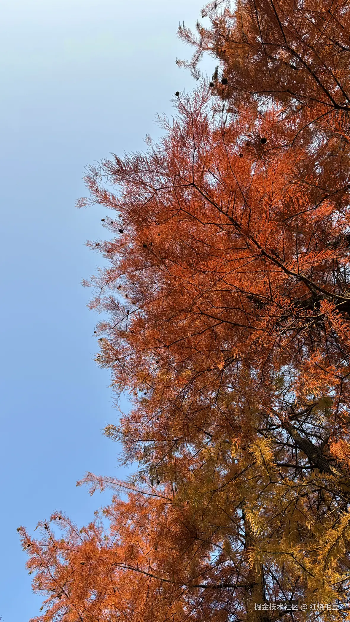 红烧毛豆于2025-12-08 09:23发布的图片