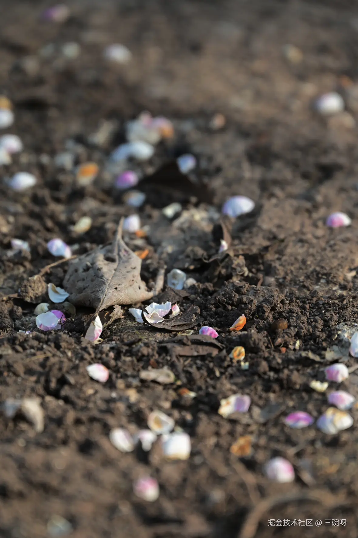 三碗呀于2026-01-22 14:56发布的图片