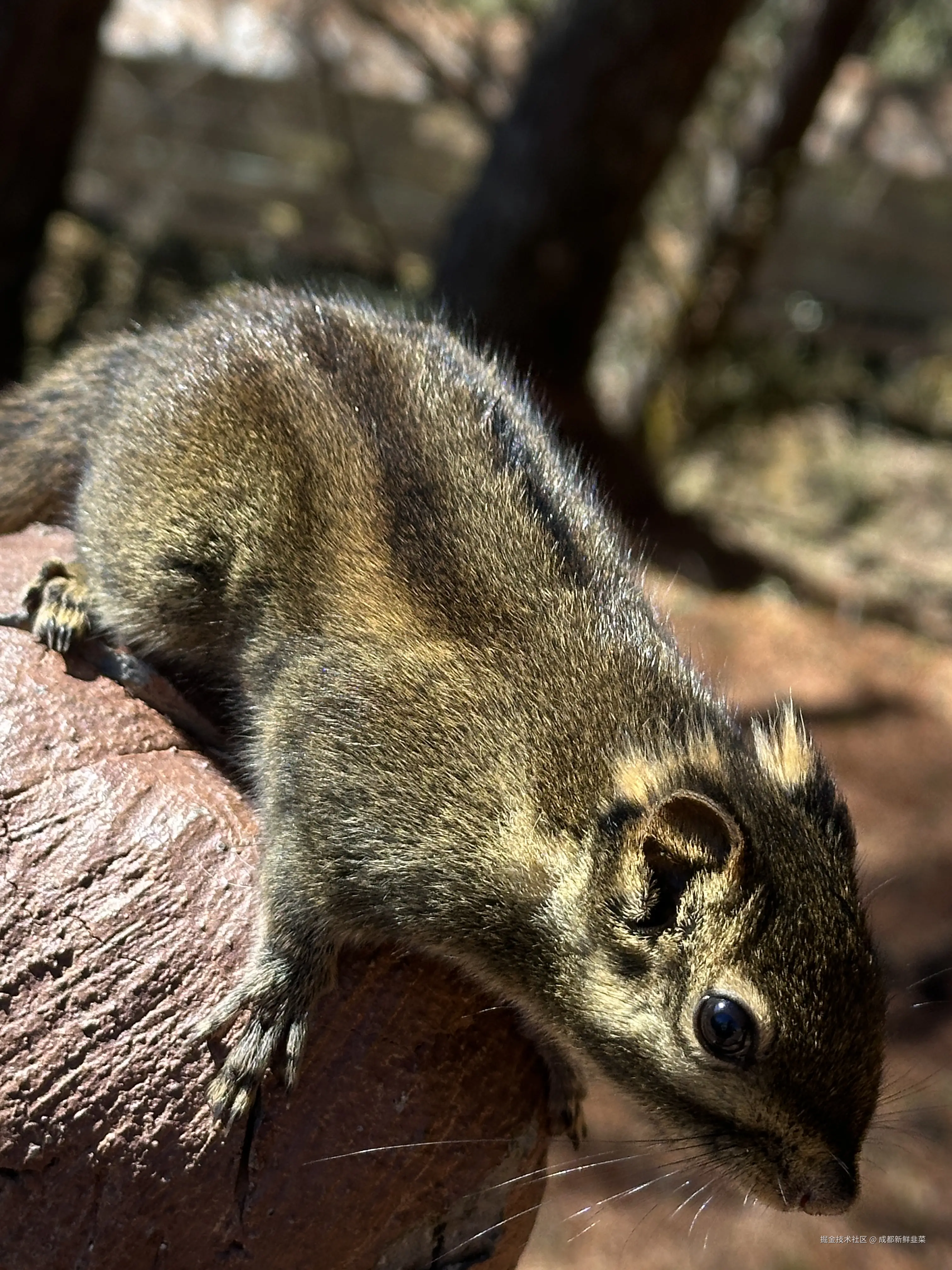 成都新鲜韭菜于2024-12-02 10:02发布的图片