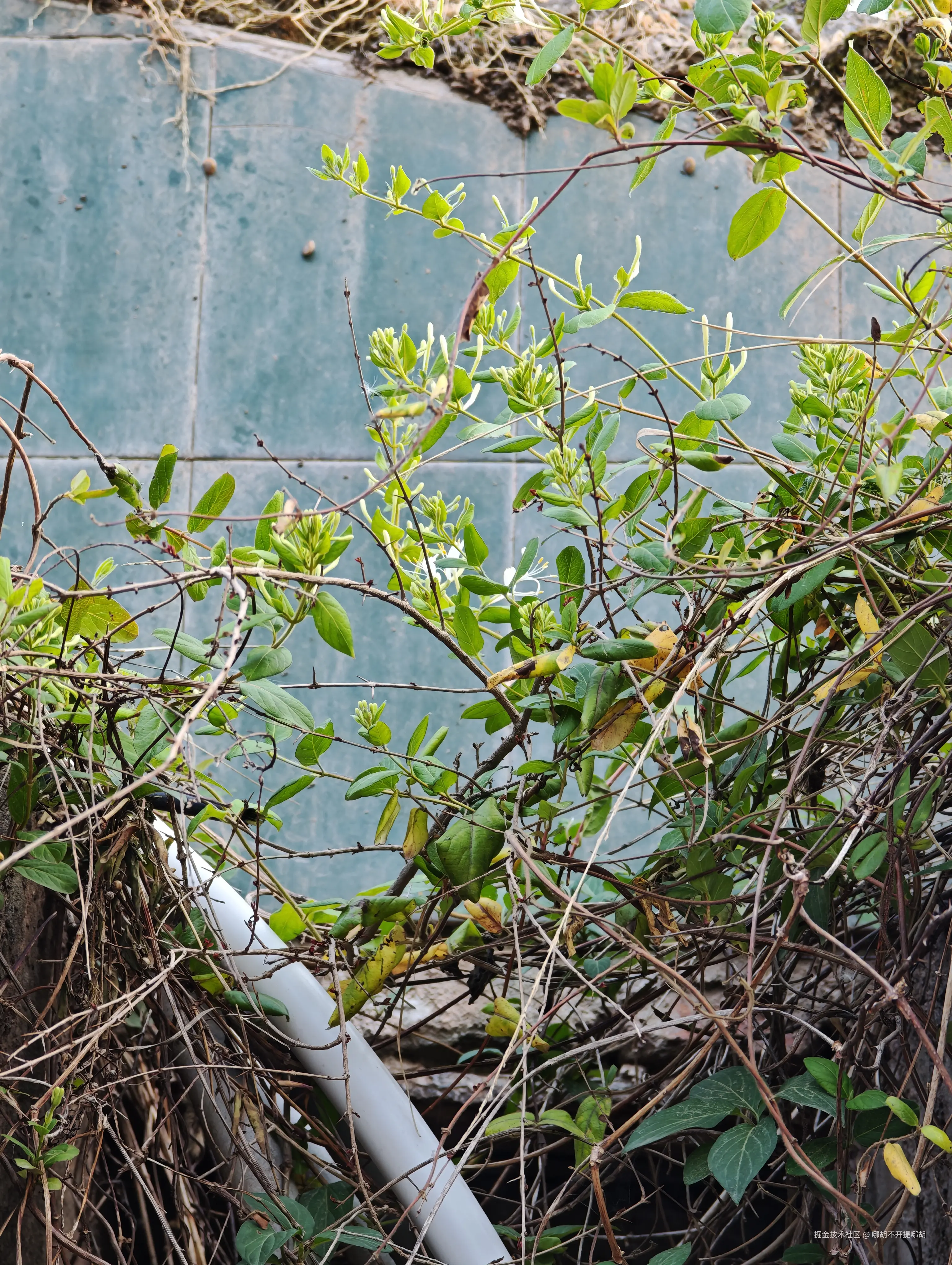 哪胡不开提哪胡于2025-04-30 08:52发布的图片