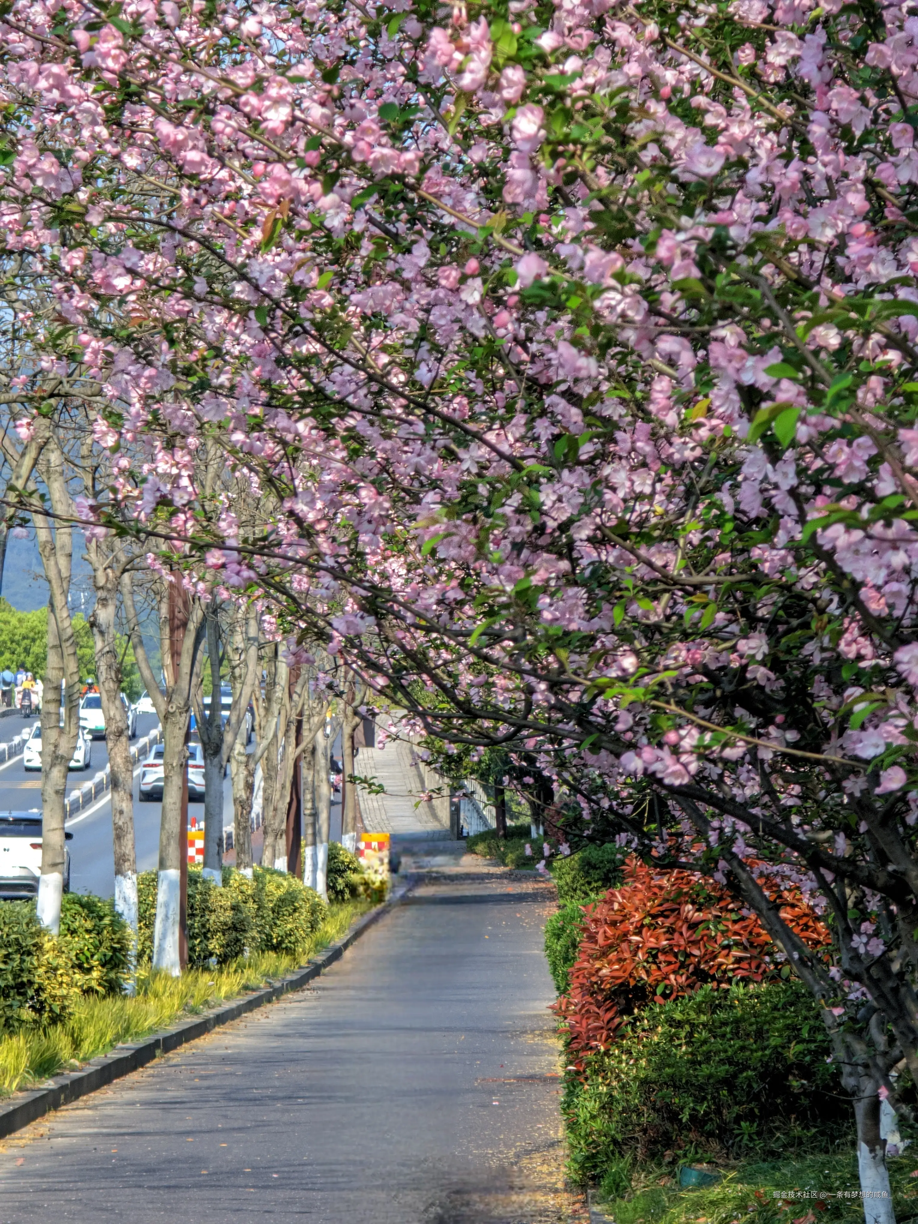 一条有梦想的咸鱼_于2026-03-31 10:53发布的图片