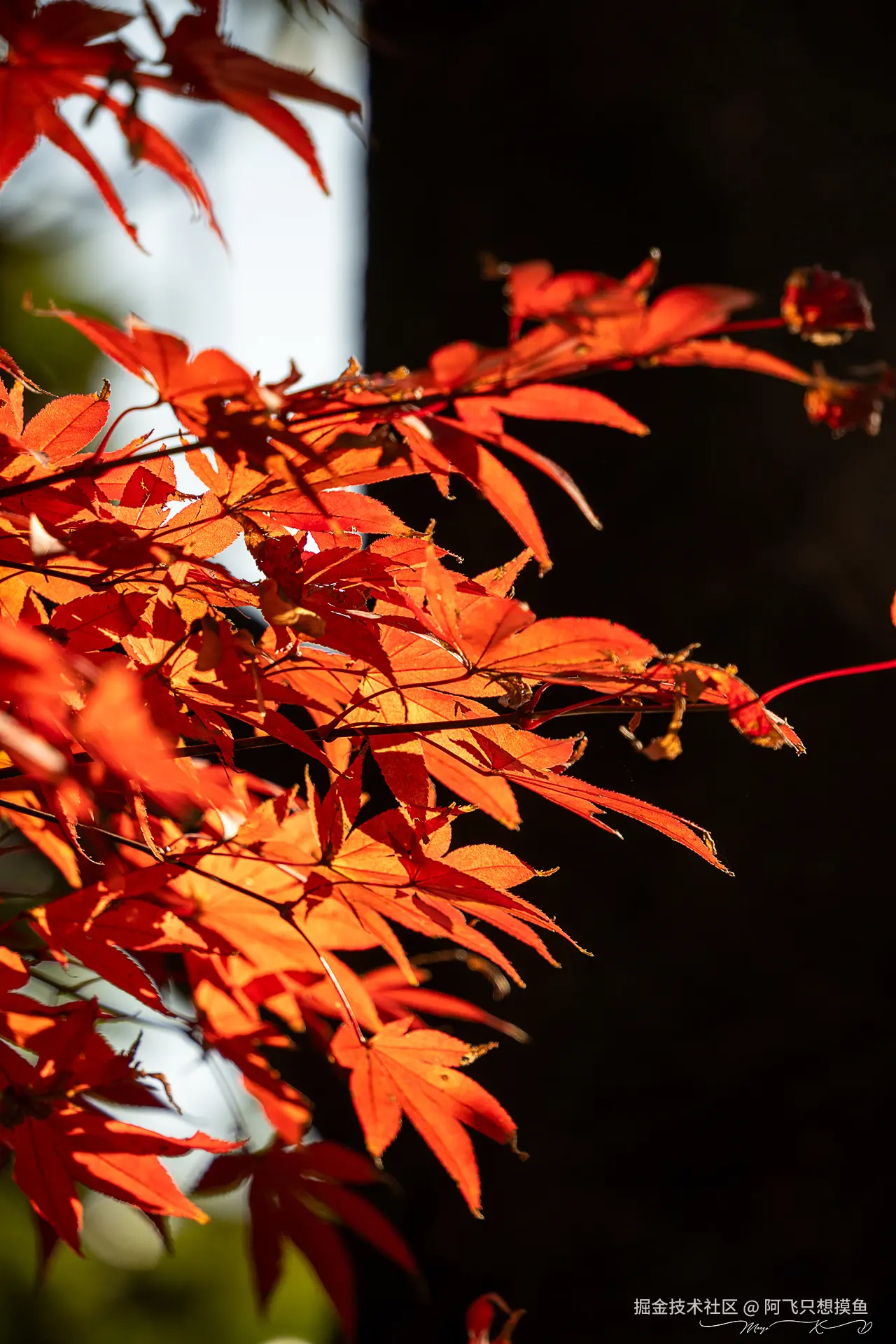 阿飞只想摸鱼于2024-12-20 02:23发布的图片