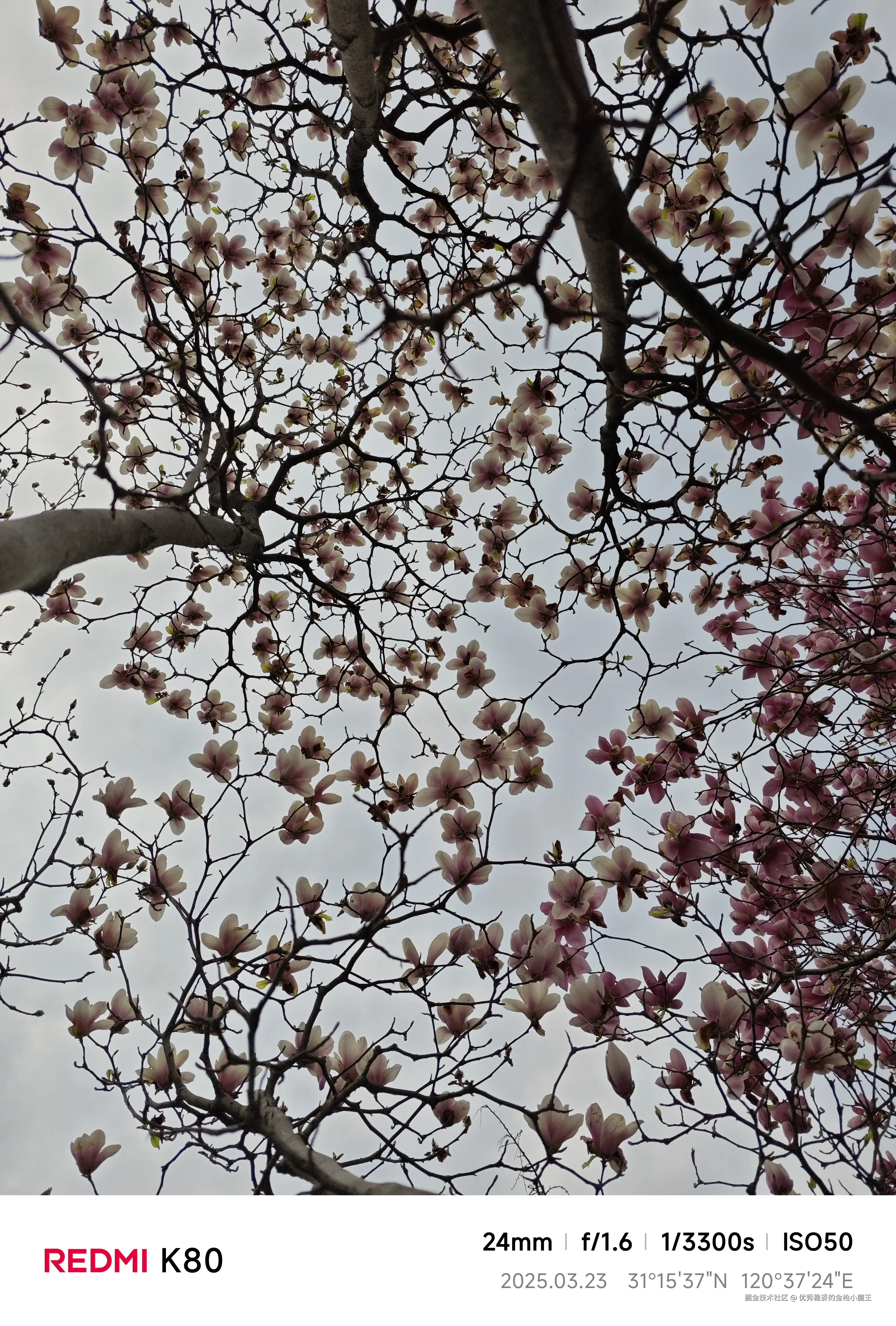 优秀稳妥的金枪小魔王于2025-03-25 16:07发布的图片