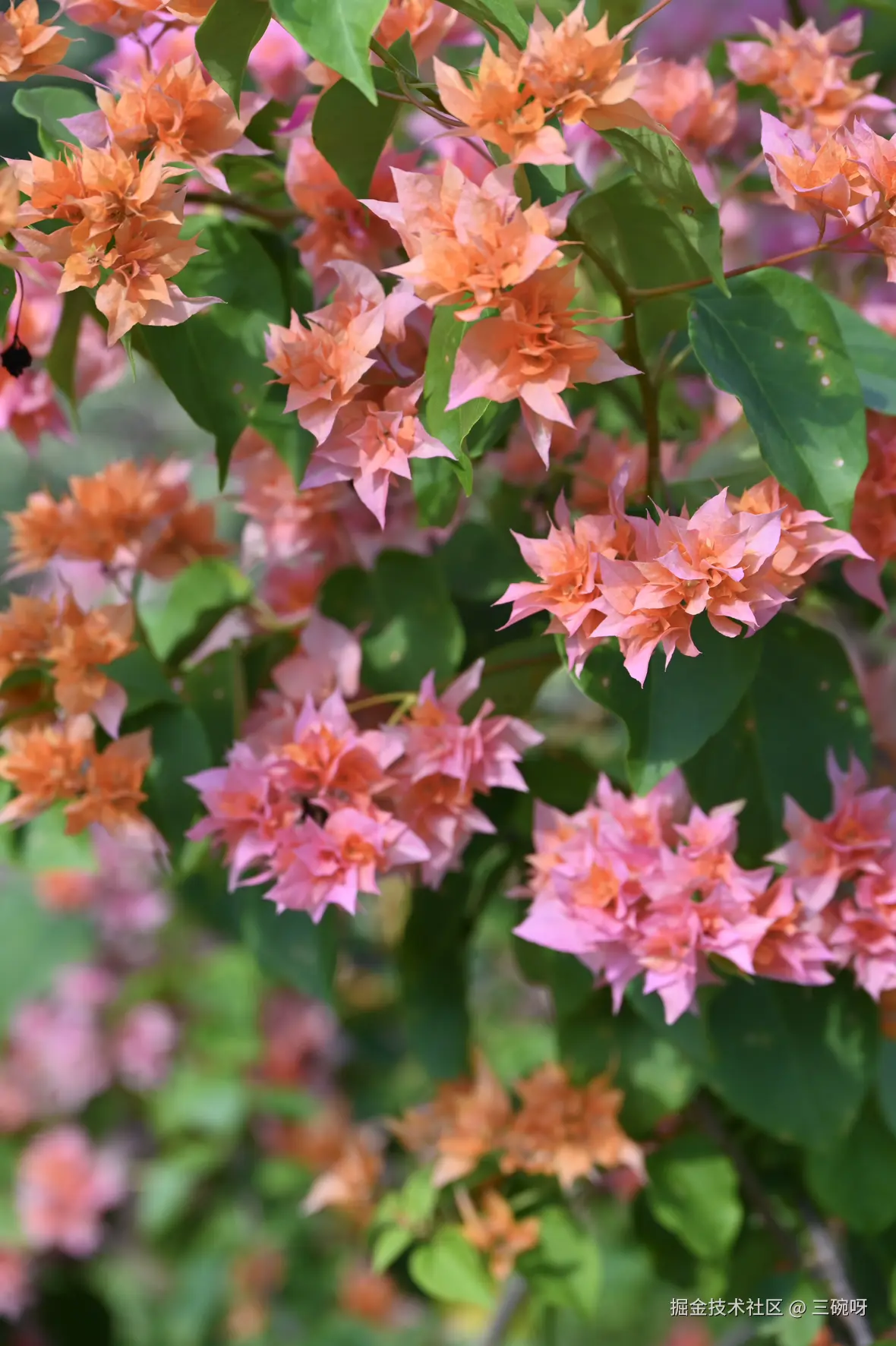 三碗呀于2024-12-16 10:36发布的图片