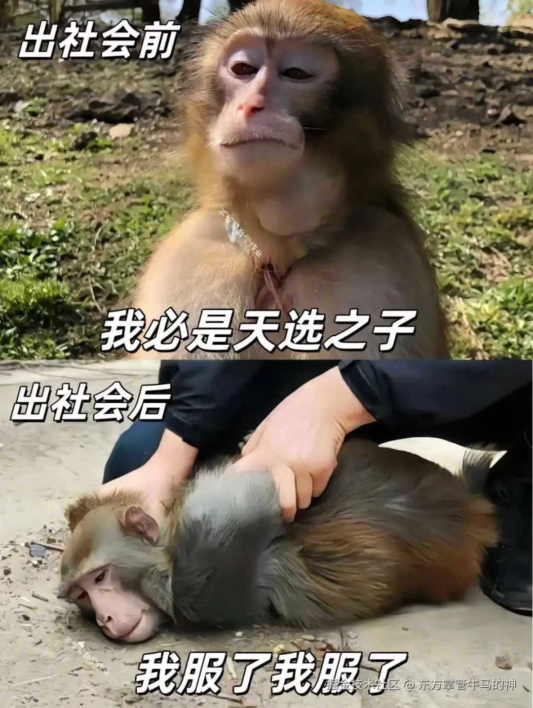 东方掌管牛马的神于2024-07-30 08:50发布的图片