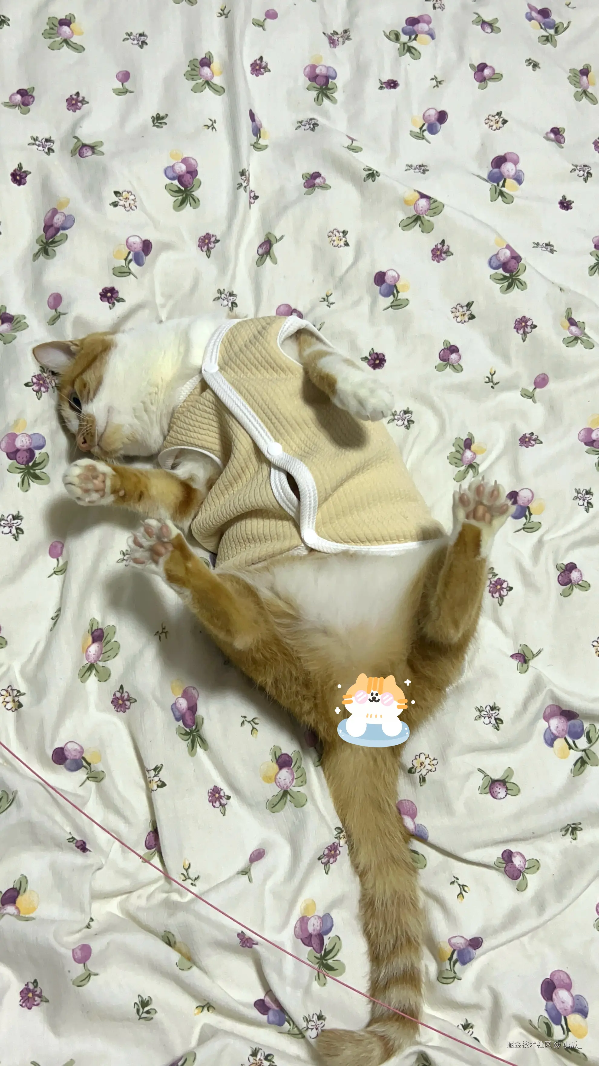 小瓜_于2025-11-20 14:28发布的图片