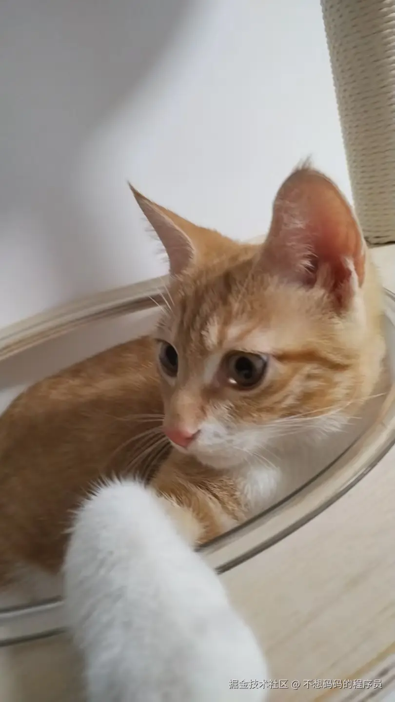 不想码码的程序员于2025-08-12 14:23发布的图片
