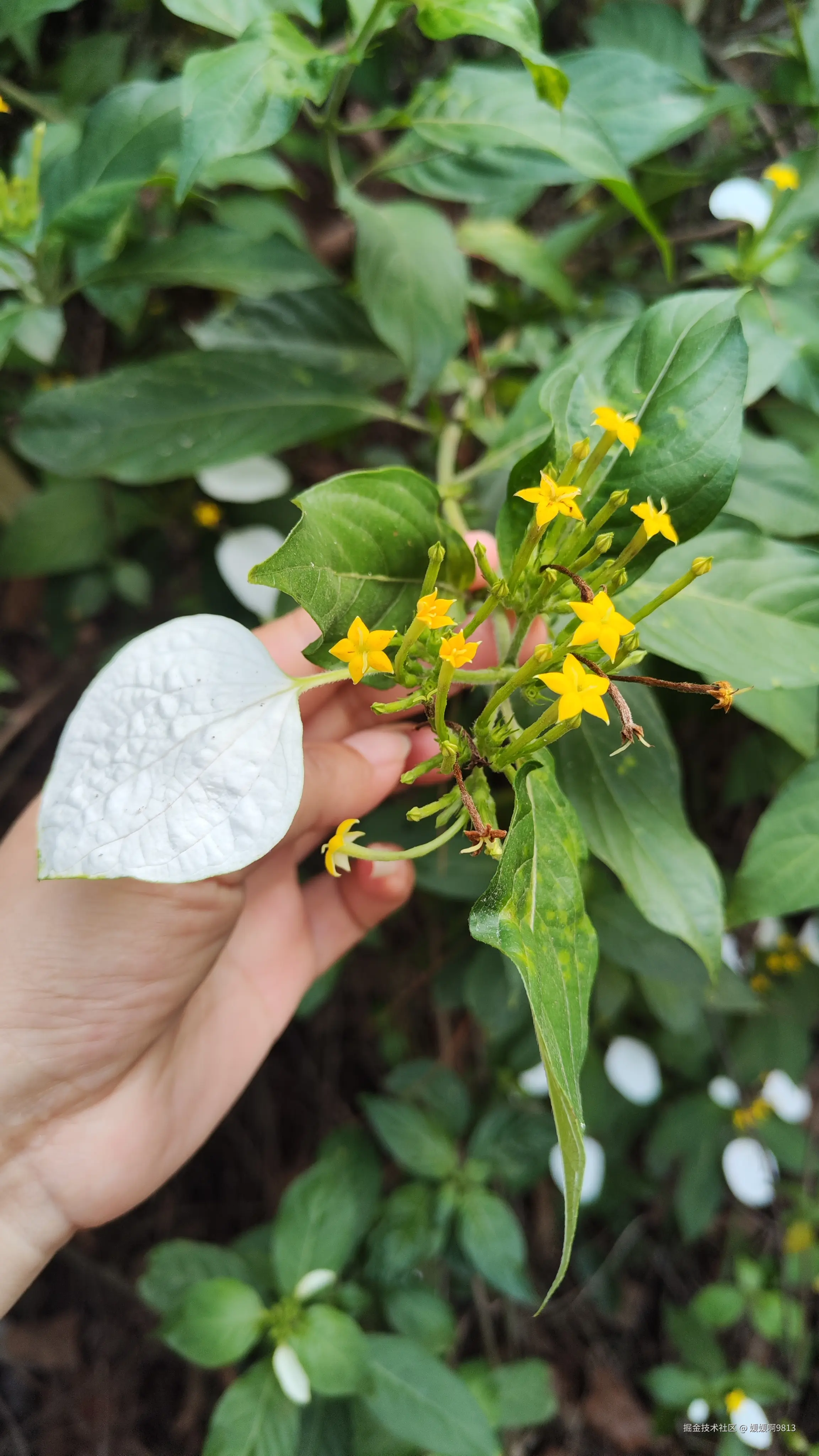 媛媛啊9813于2025-05-08 06:30发布的图片