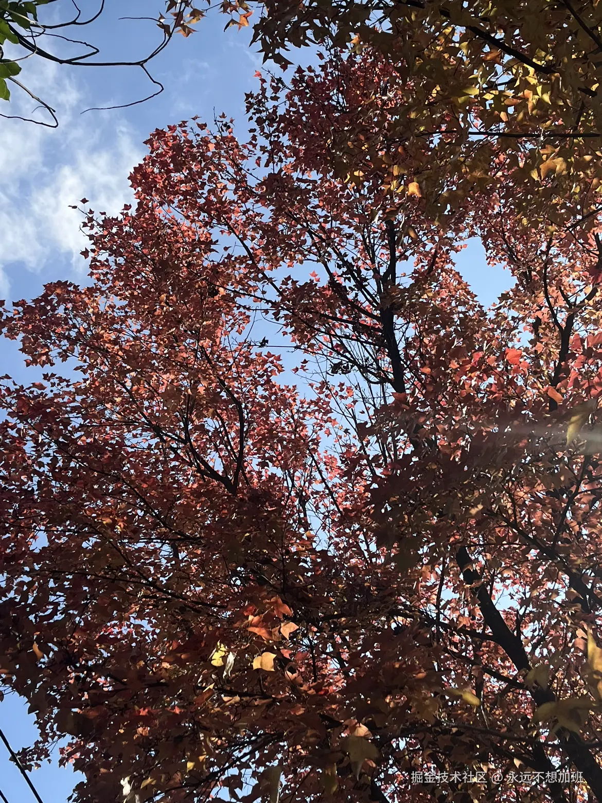 永远不想加班于2025-11-25 11:21发布的图片