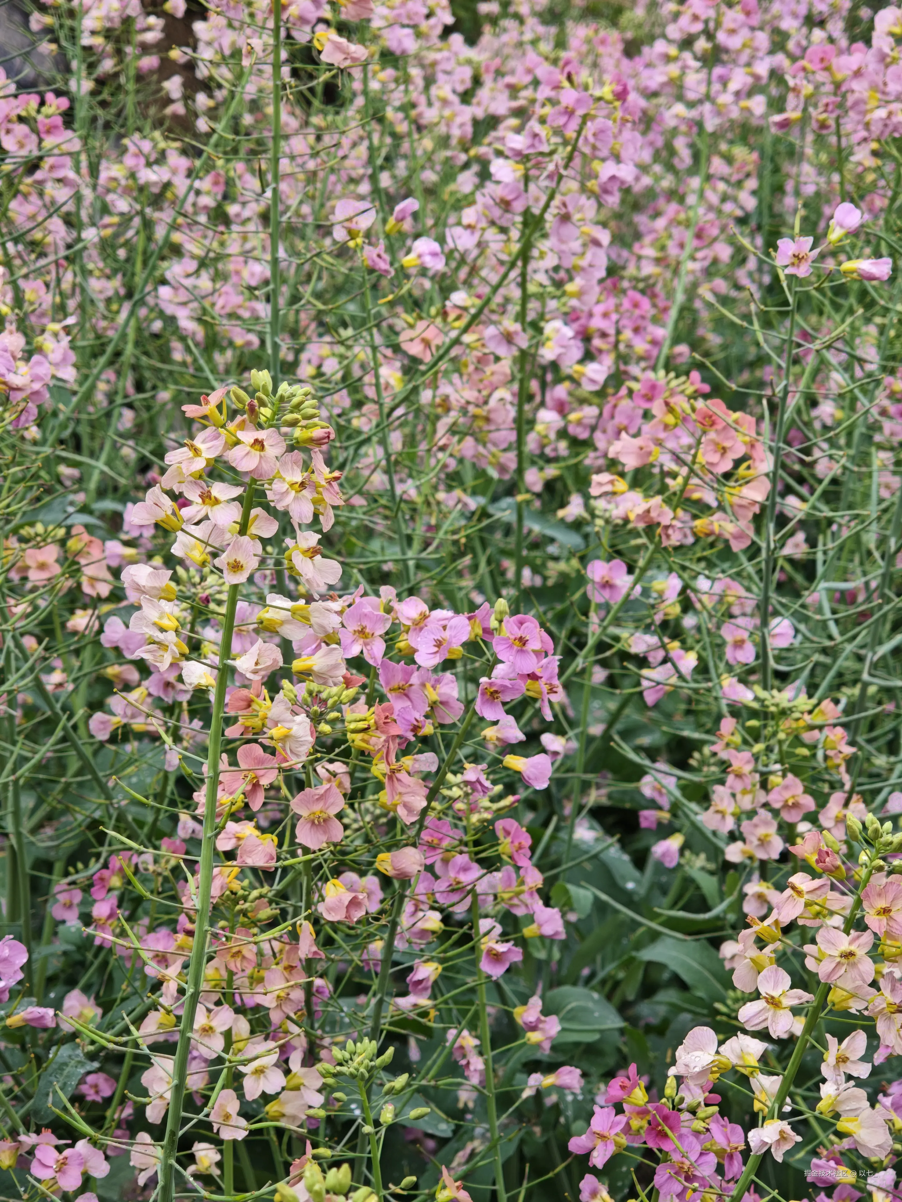 以七_于2026-03-24 11:30发布的图片