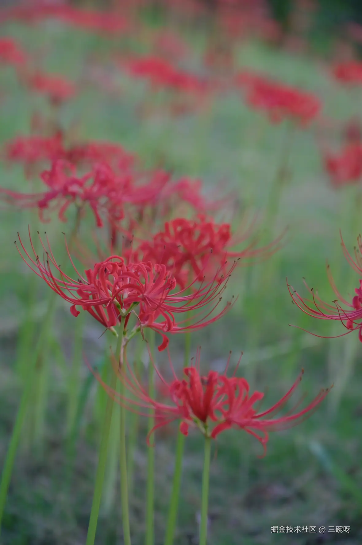 三碗呀于2025-09-23 08:58发布的图片